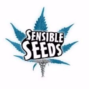 Sensible Seeds: Blue Dream