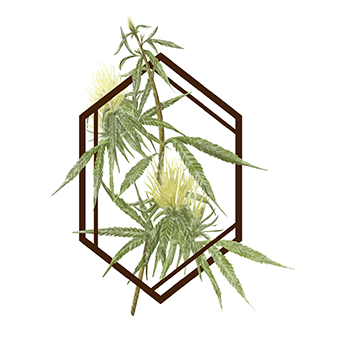 The Botanist -...