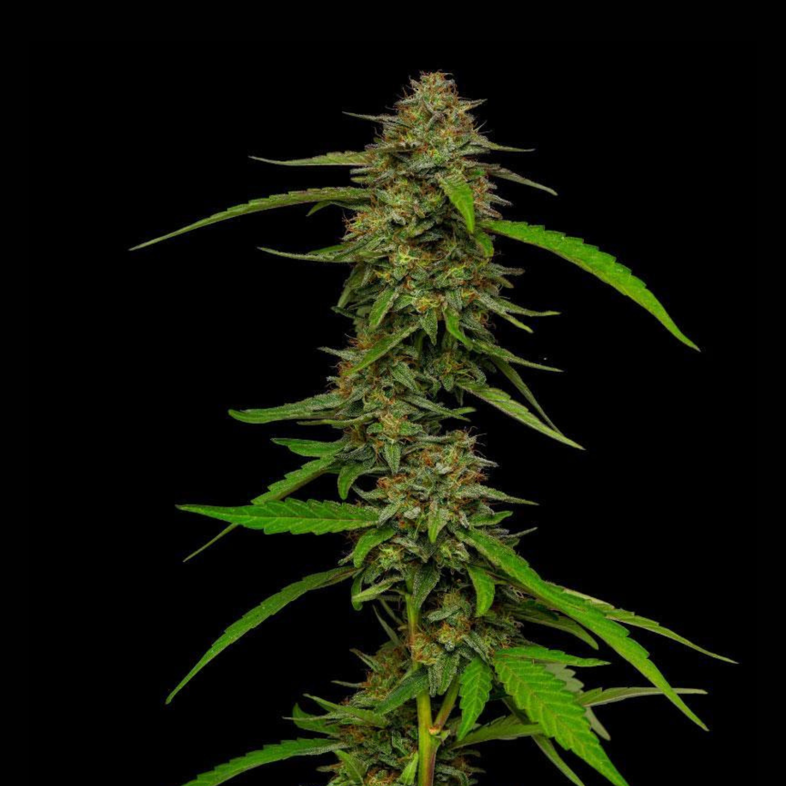 Simply Crafted Strawberry Cheesecake Feminized Cannabis Seeds Leafly