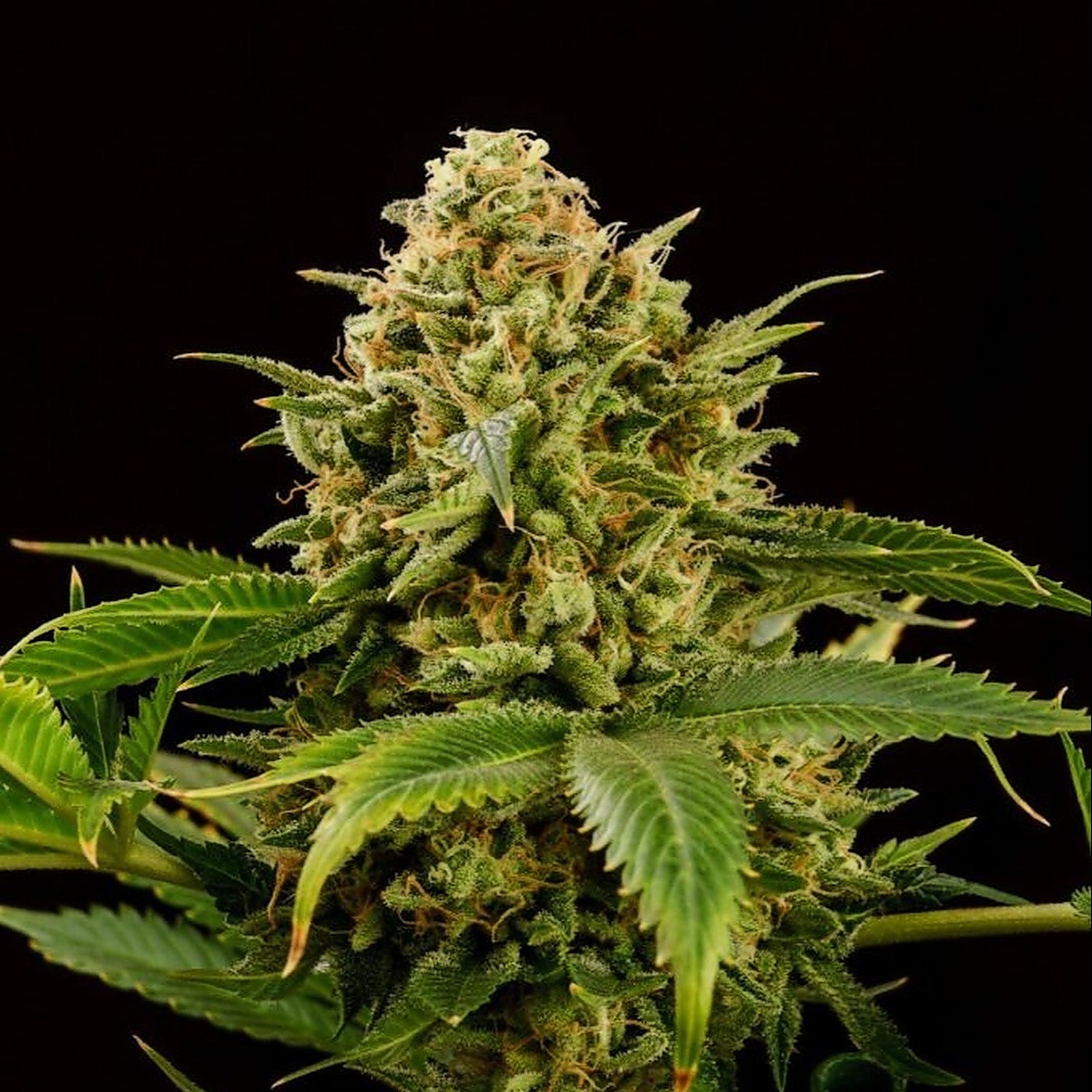 Kannabia Seed Company Monkey Grease Leafly