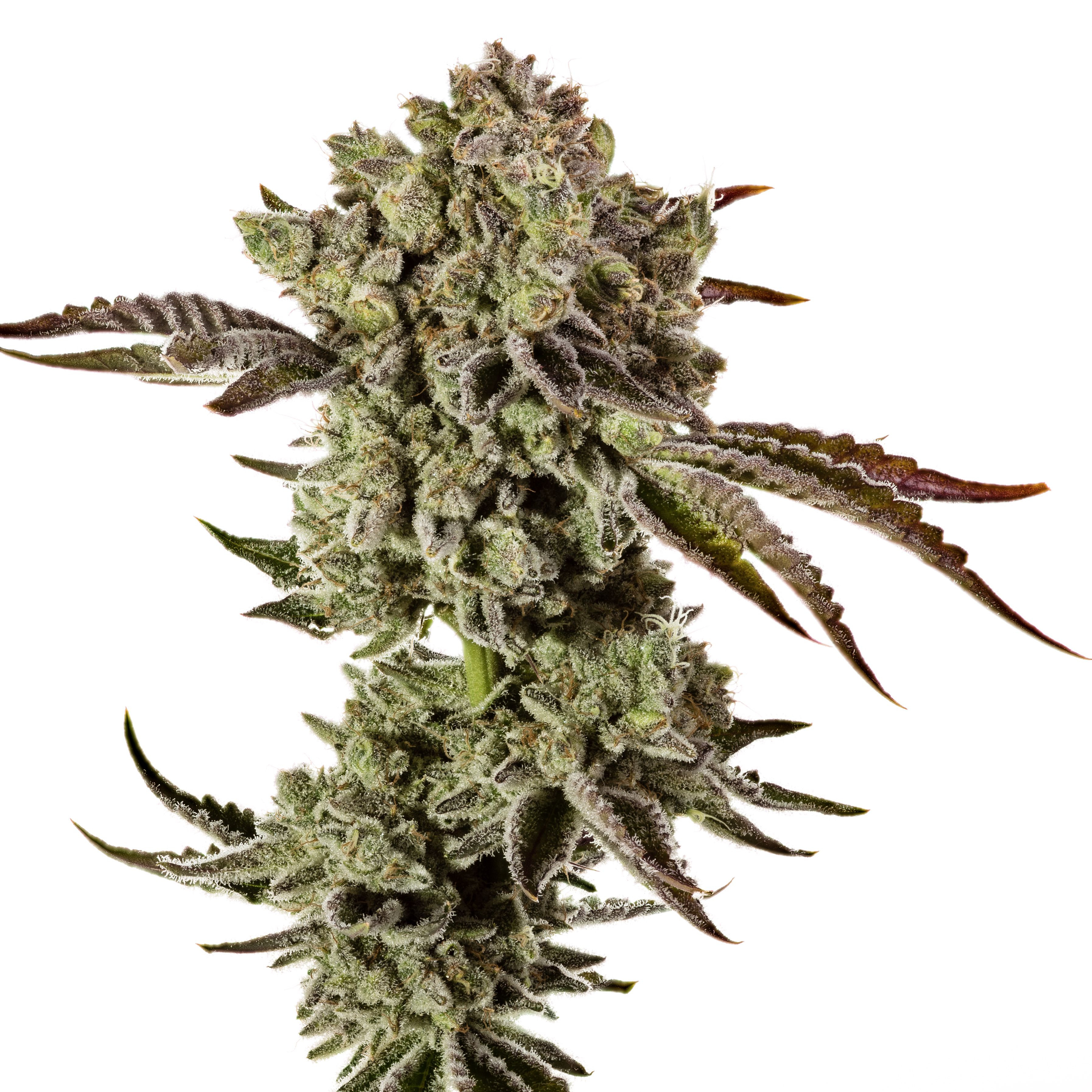 Strain Review: Animal Mints by Evans Creek Farms - The Highest Critic