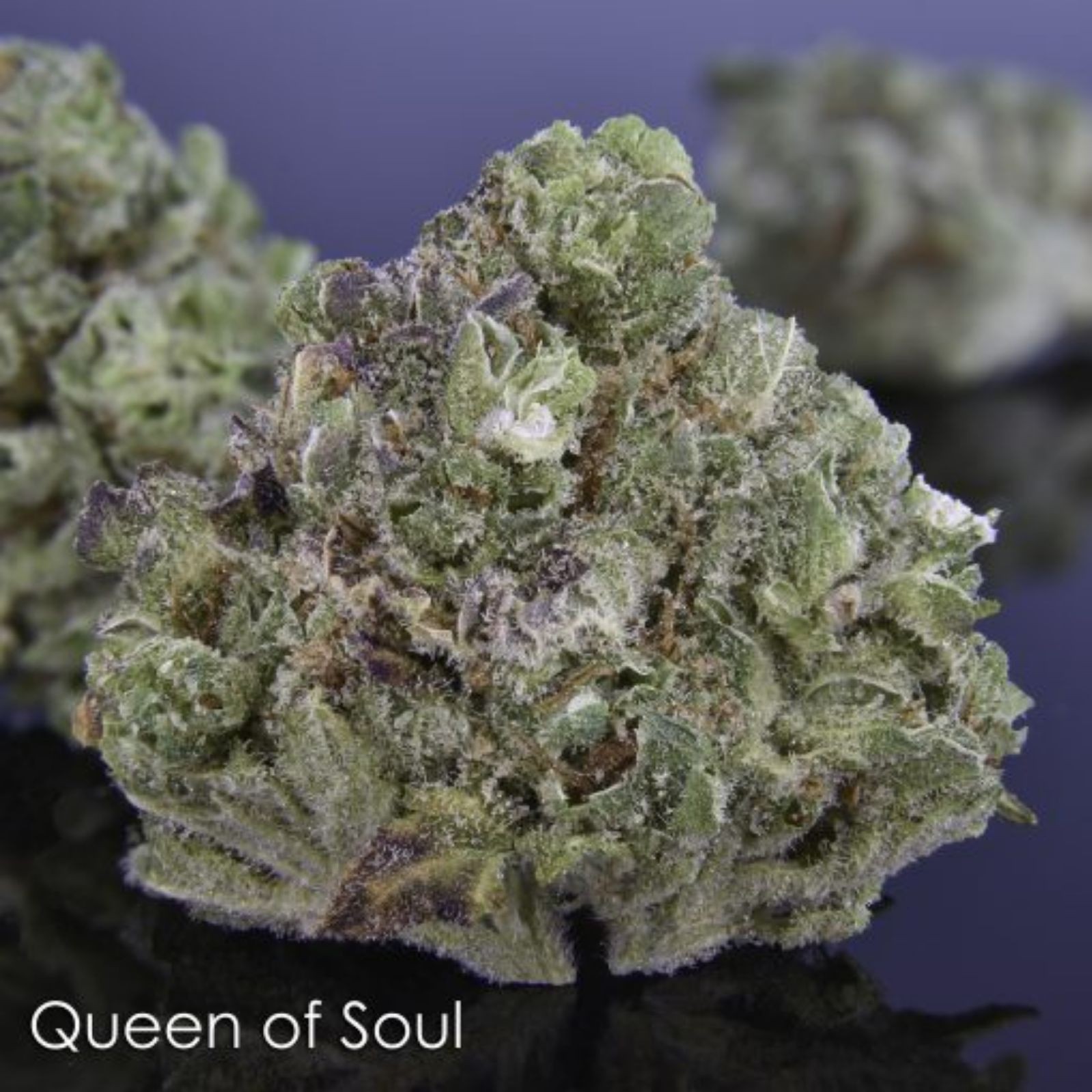 Zach and Ted's Excellent Cannabis Queen of Soul Leafly