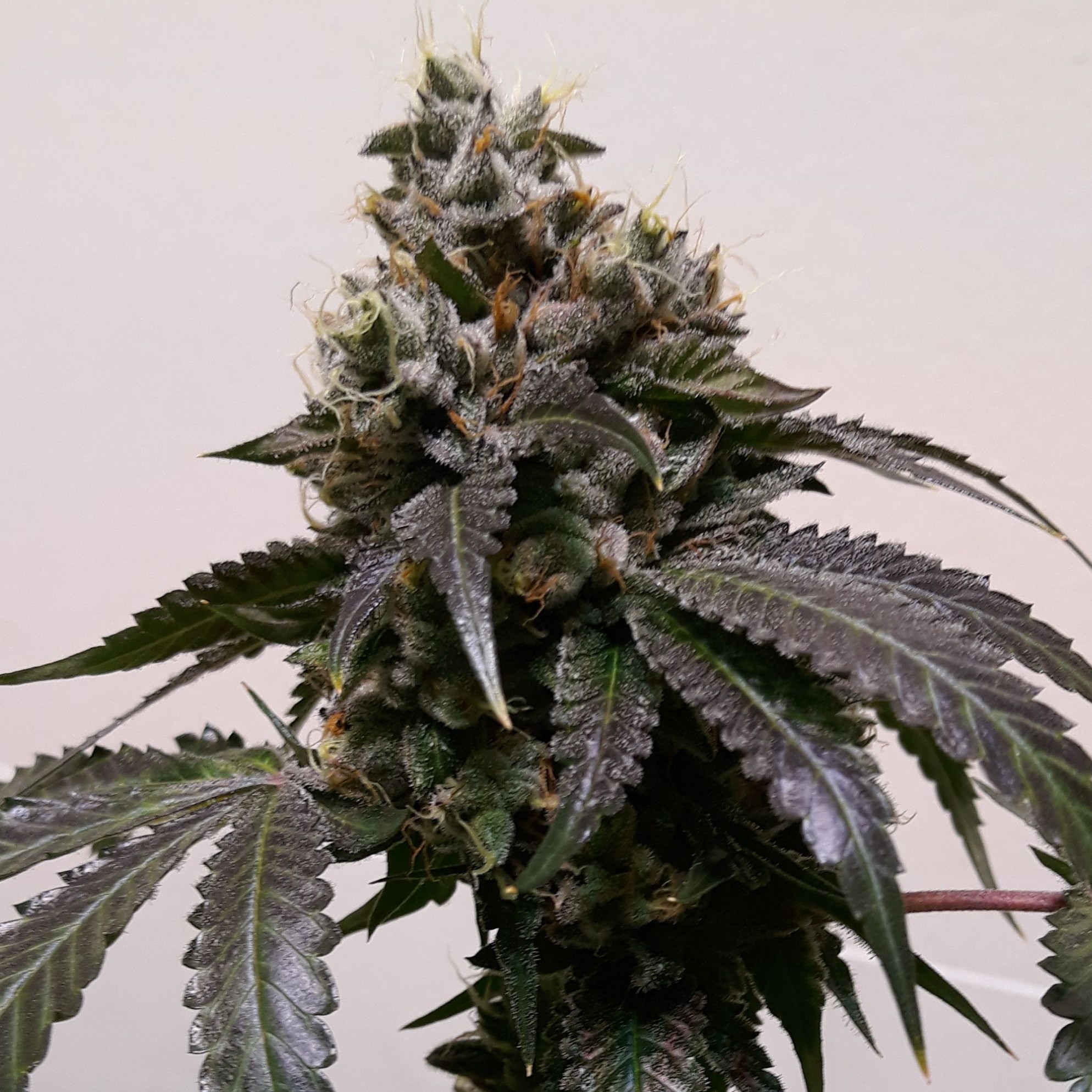 Leafly Strain - s03ptd9