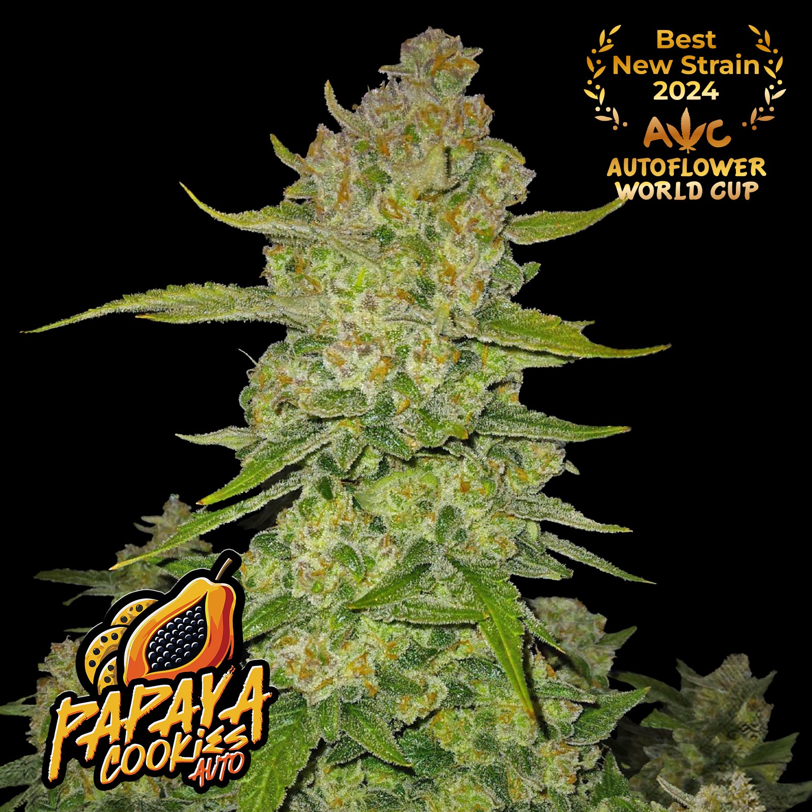 Fast Buds Autoflowering Cannabis Seeds Papaya Cookies Auto ™ Leafly