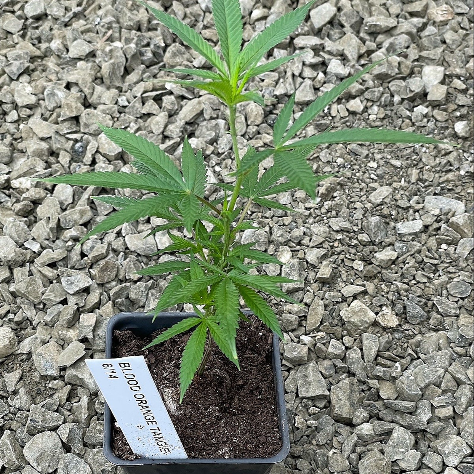 Sun Clone Blood Orange Tangie Clone Leafly