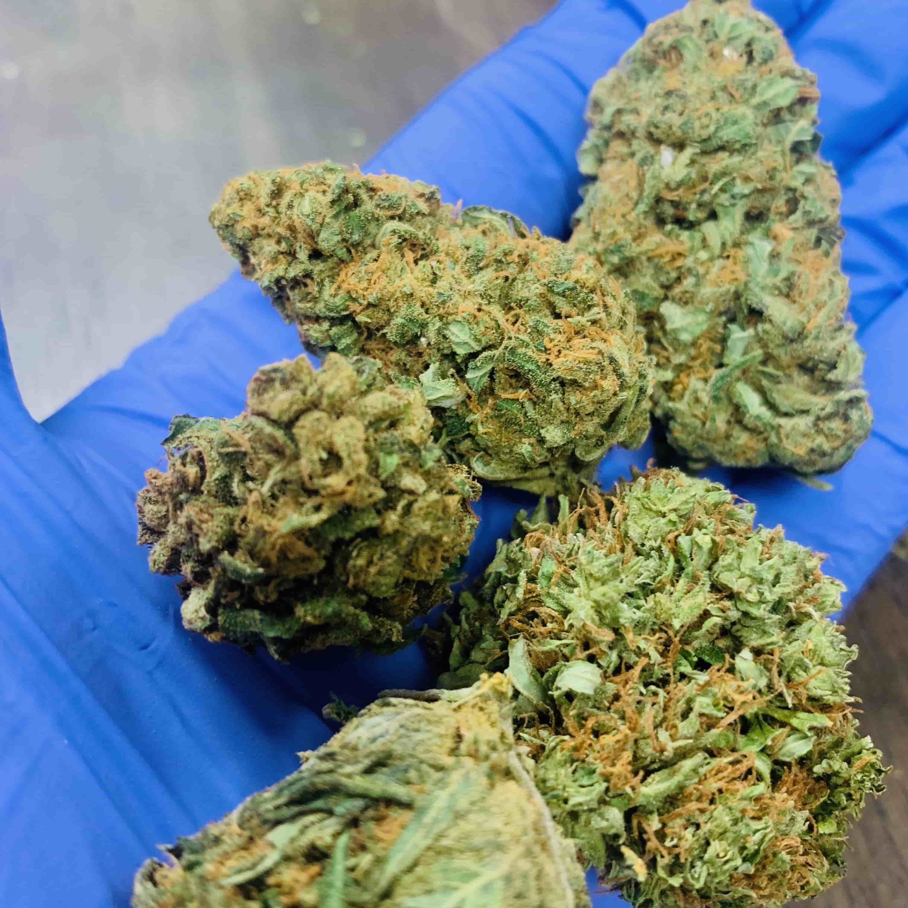 Forbidden Fruit Strain – CANNABIS MARKET CENTER.