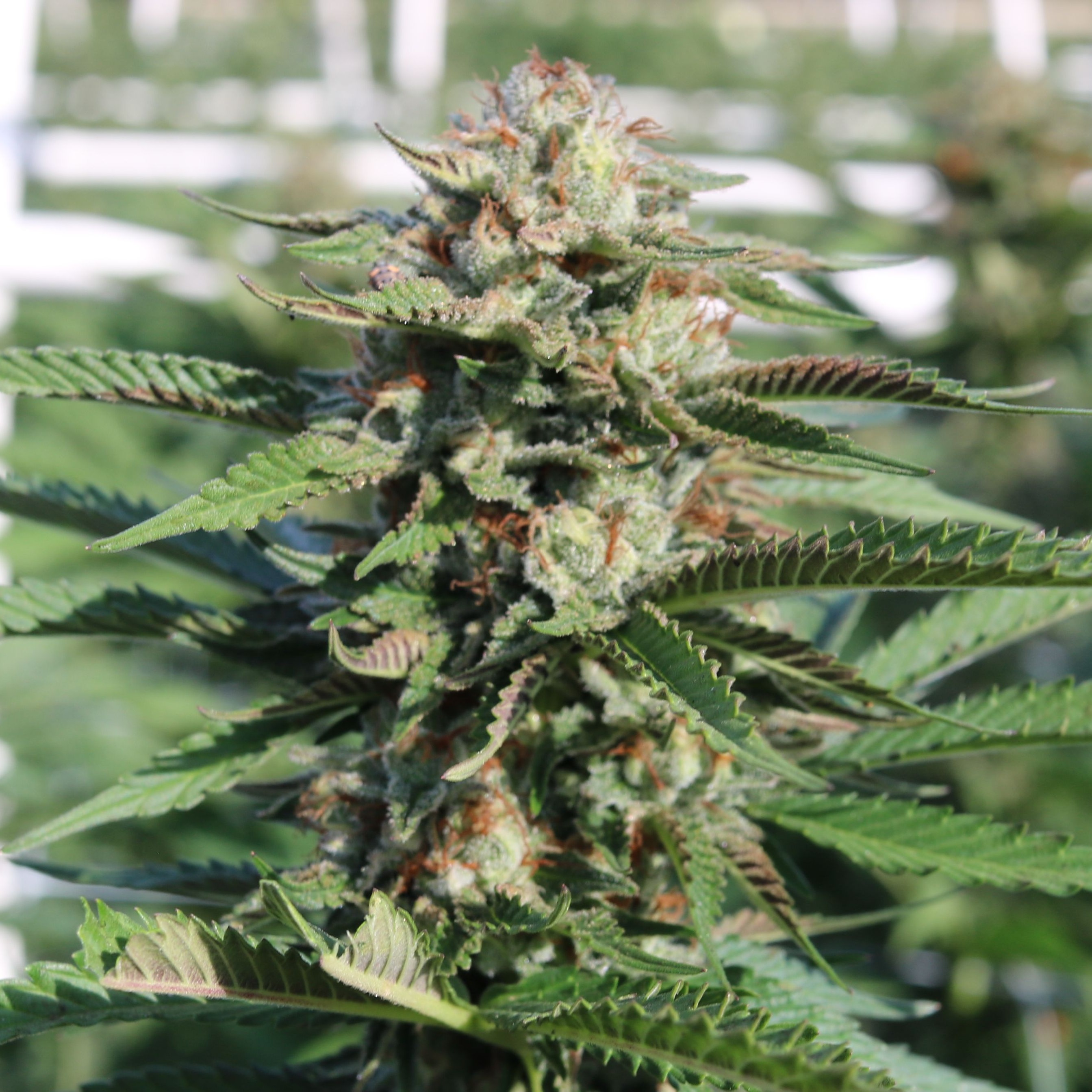 Mimosa Leafly - l1t80fu