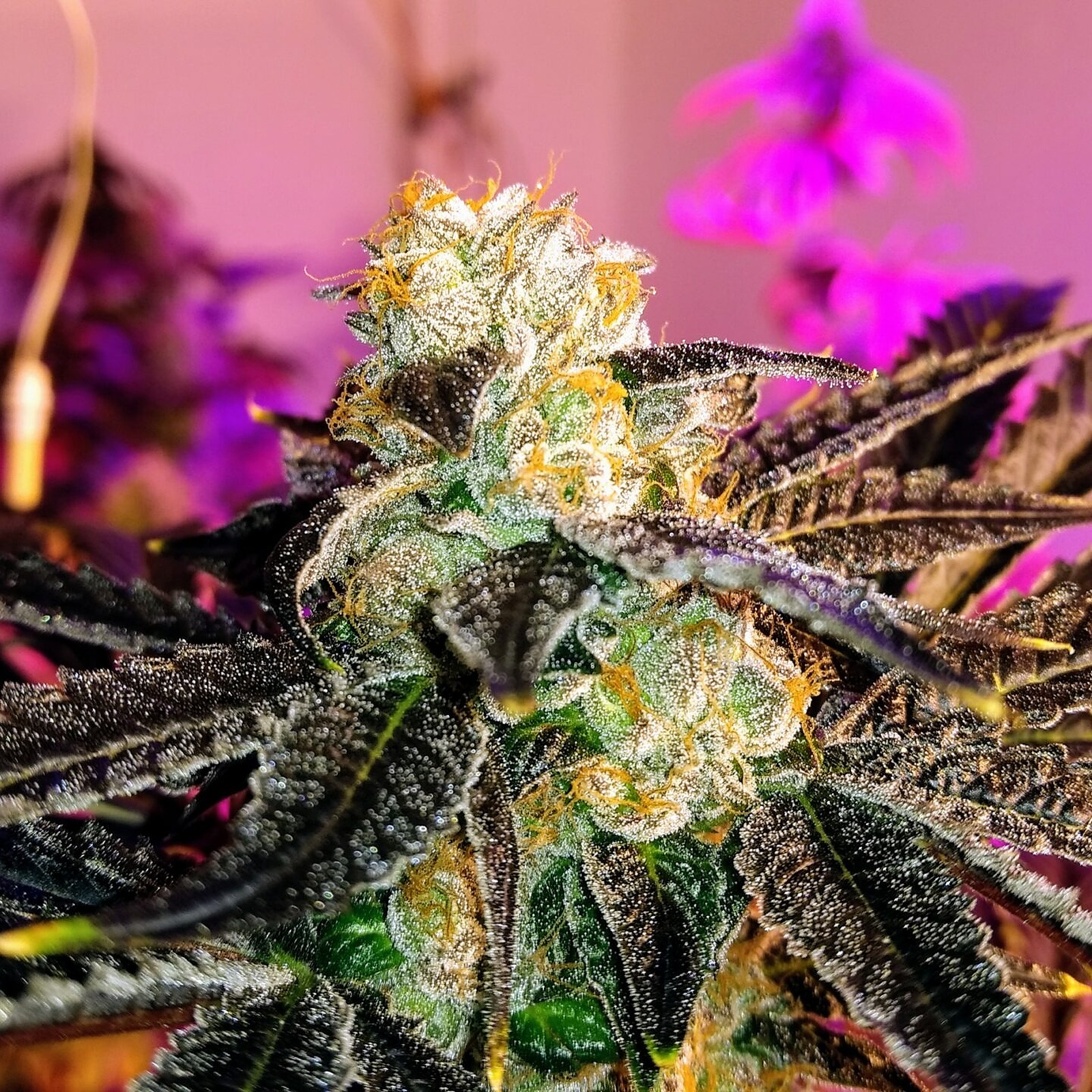 NukeHeads Purple Glue Fem Seeds Leafly