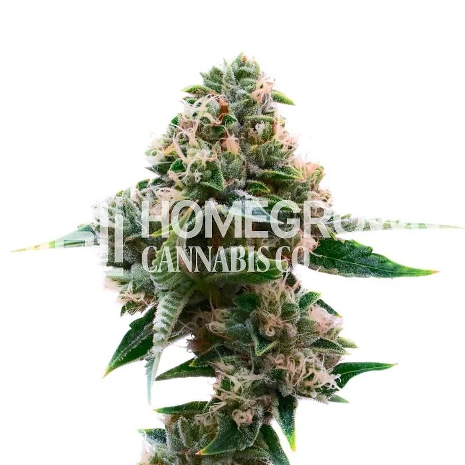 Homegrown Cannabis Co. Candy Glue Weed Seeds Leafly