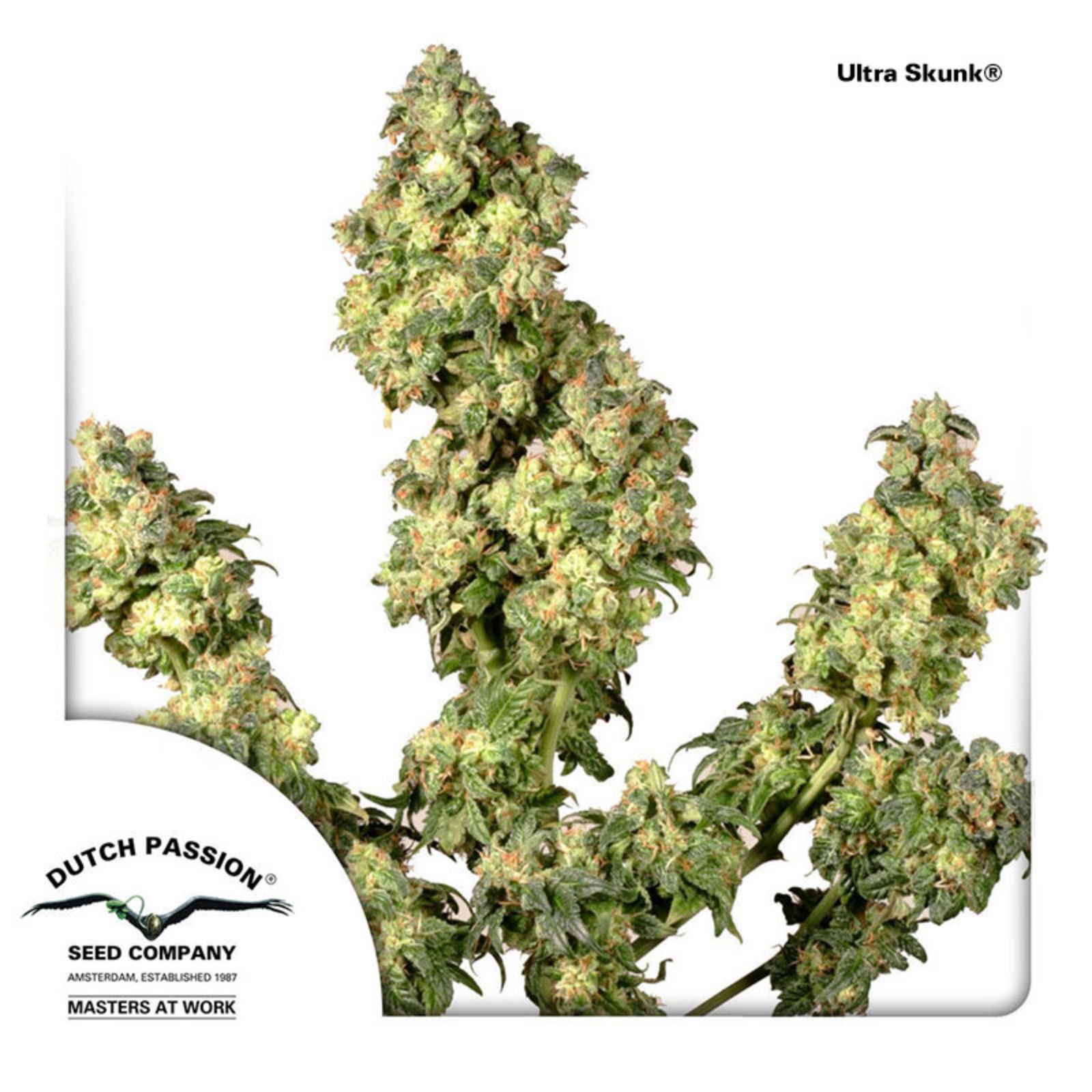 Dutch Passion: Ultra Skunk | Leafly