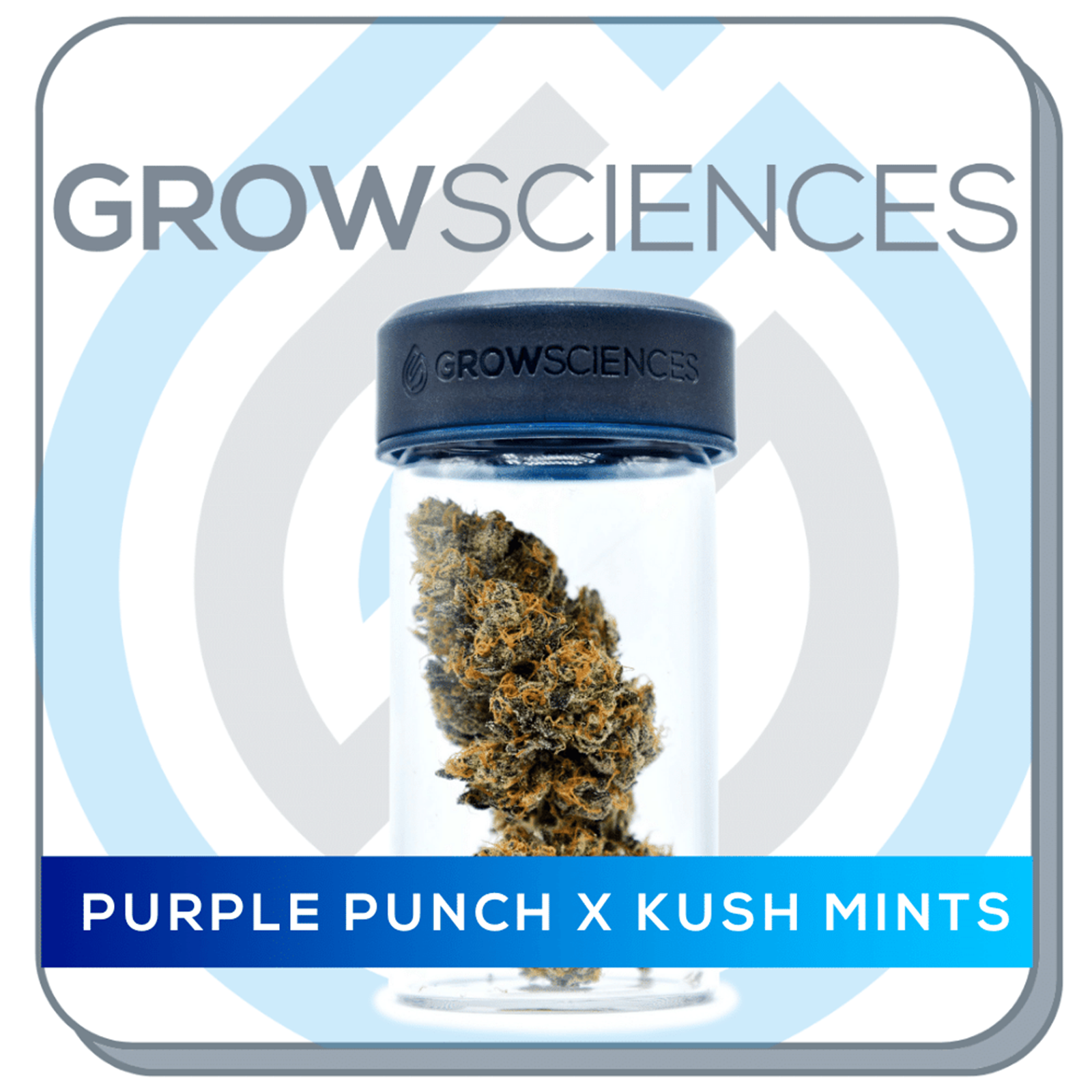 Grow Sciences Purple Punch x Kush Mints Leafly