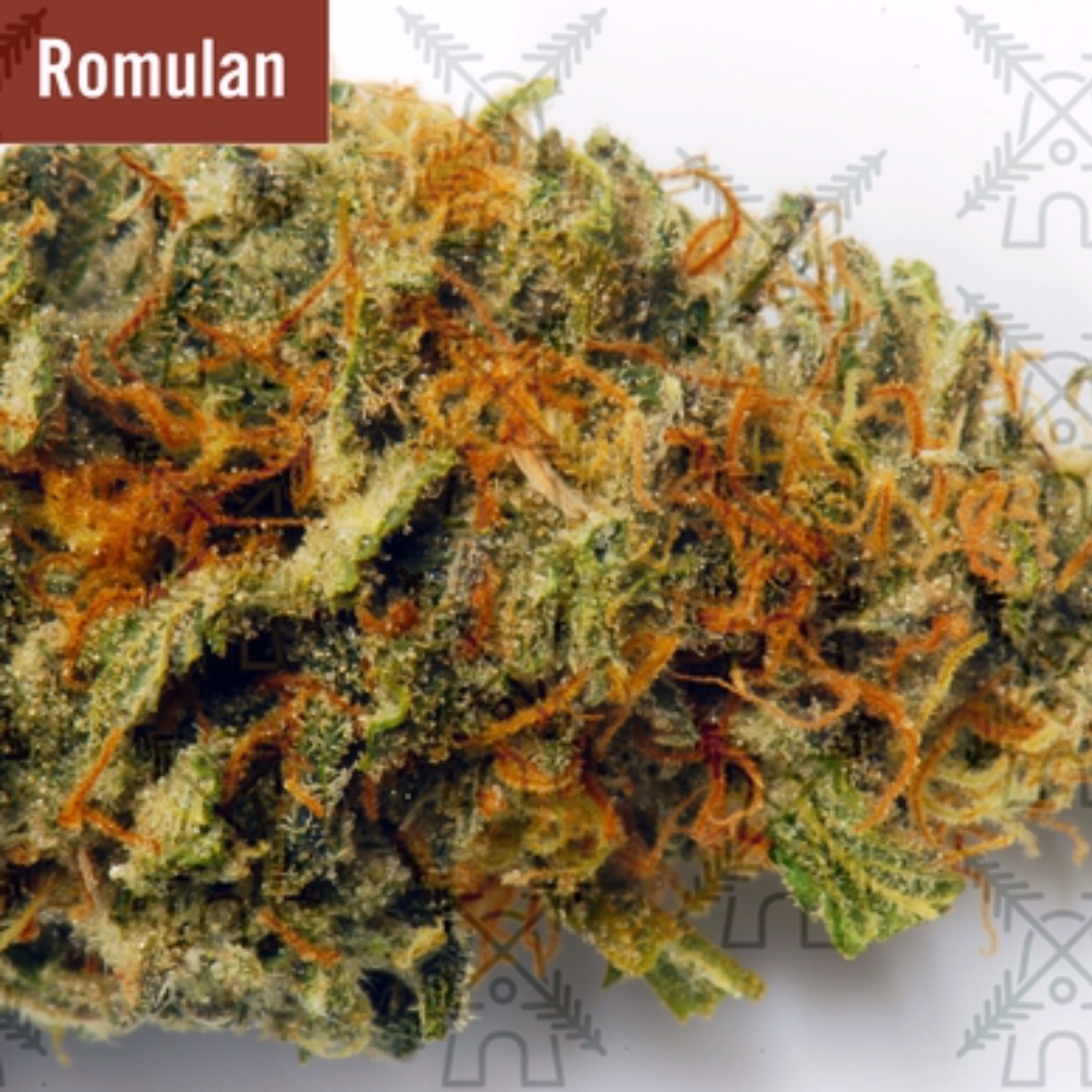 Dutch Valley Farms Romulan Leafly