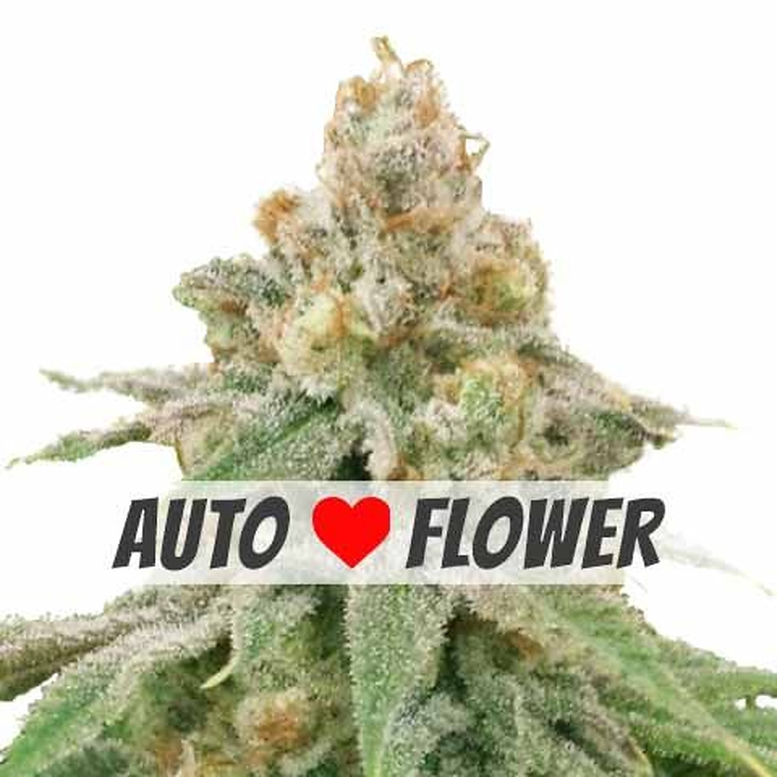 ILGM: Home of the Growers: Wedding Cake Autoflower Seeds | Leafly