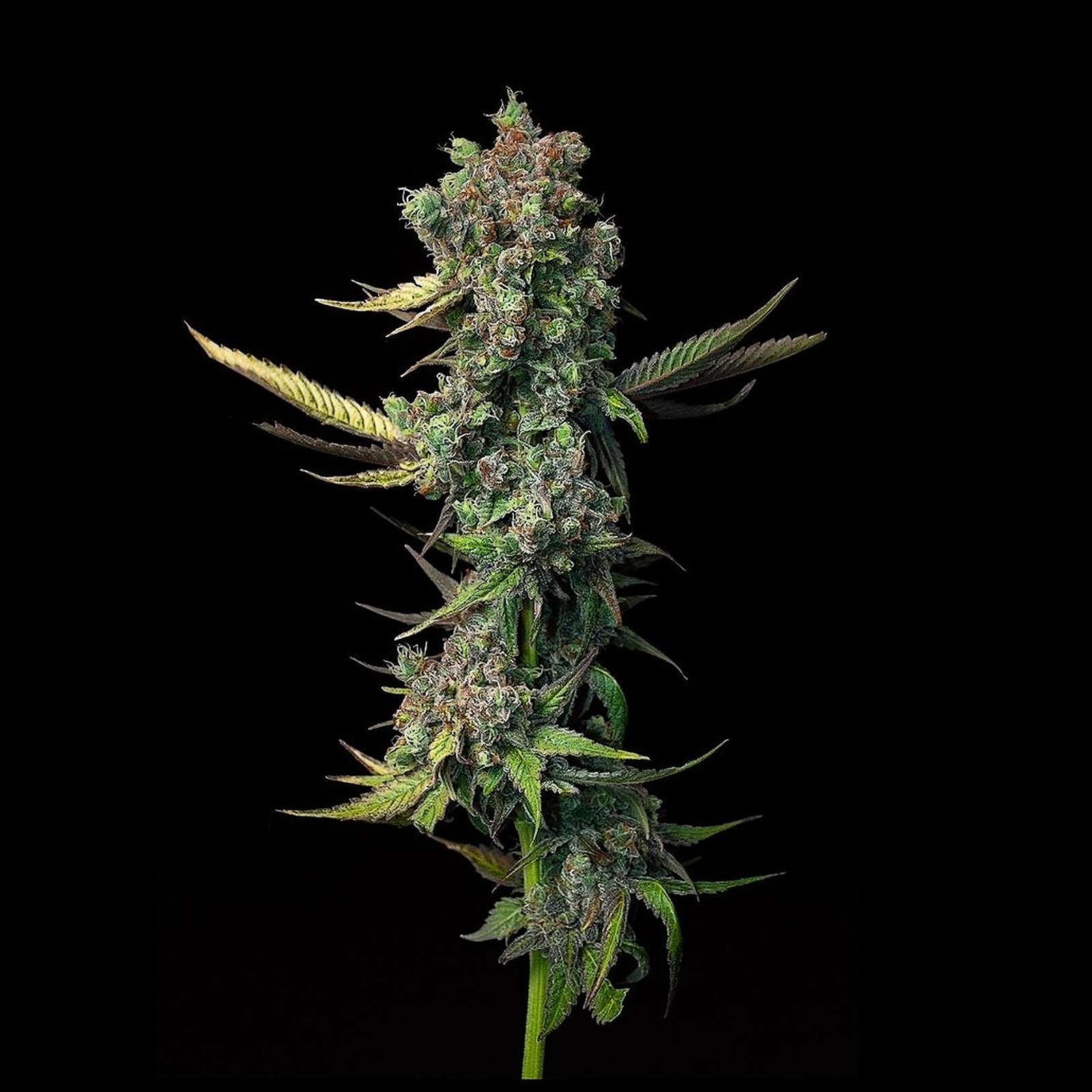 Oregon Roots: Blue Magoo