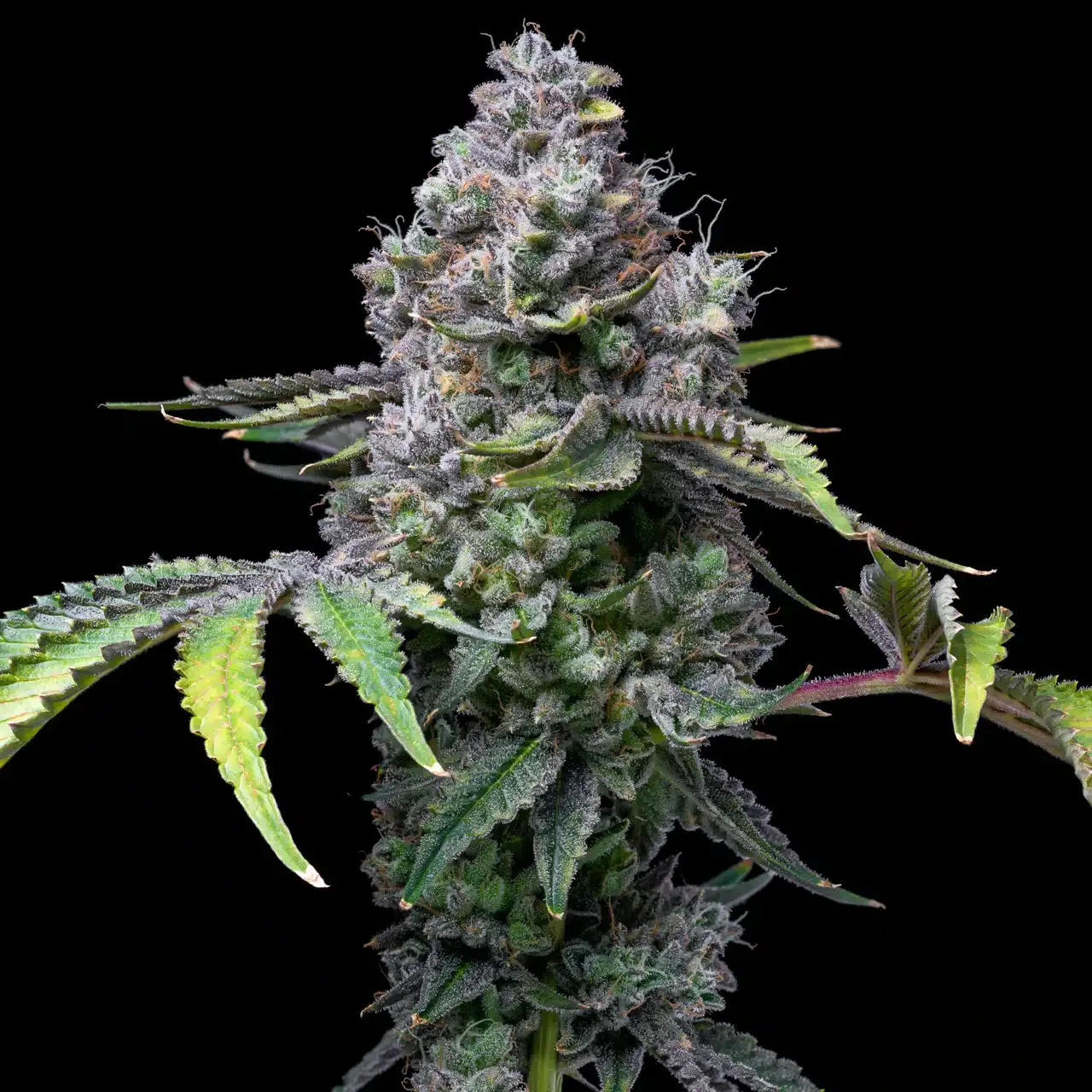 Premium Cultivars: Apple Fritter | Leafly