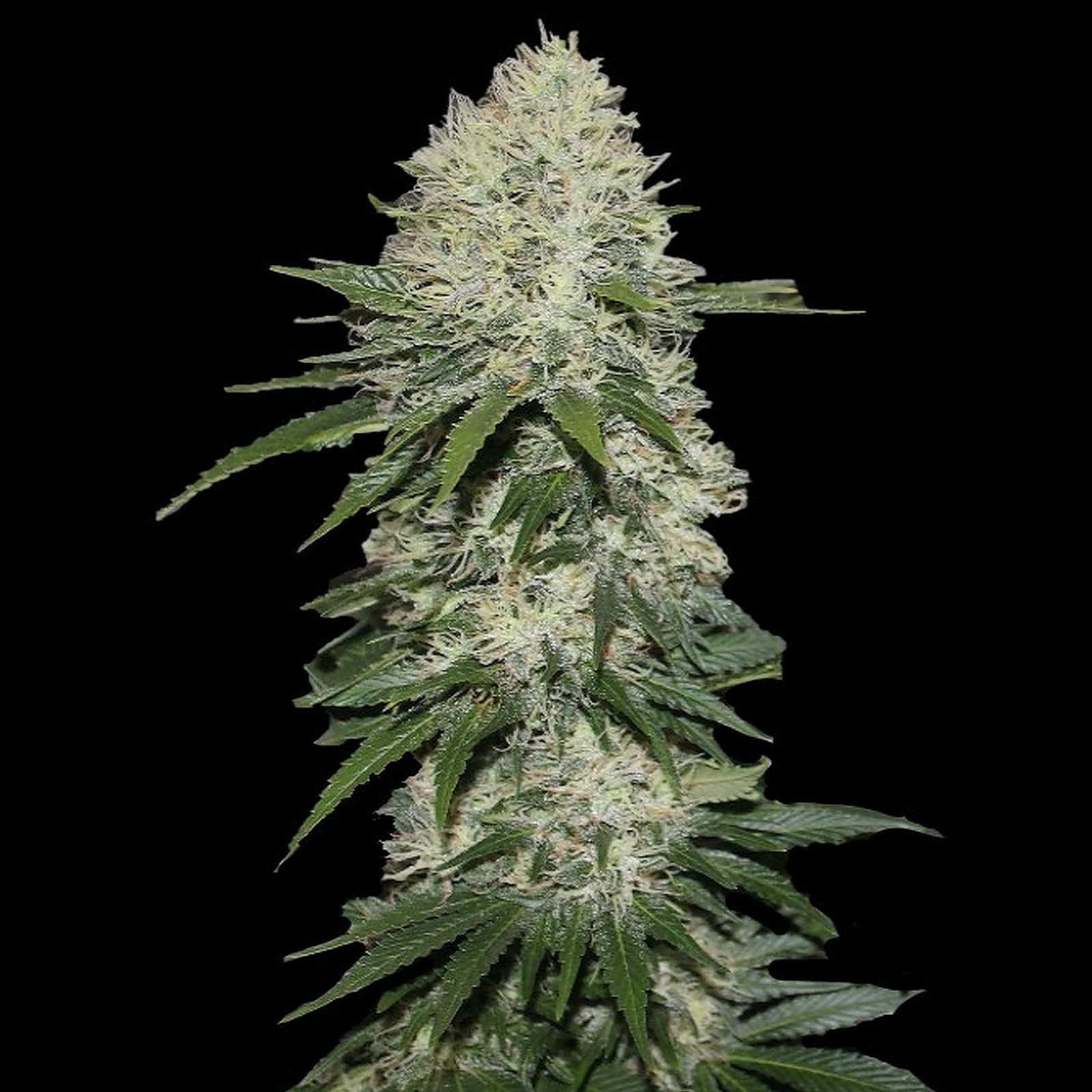 Quebec Cannabis Seeds Sensi Star Cannabis Seeds Feminized Leafly 8062