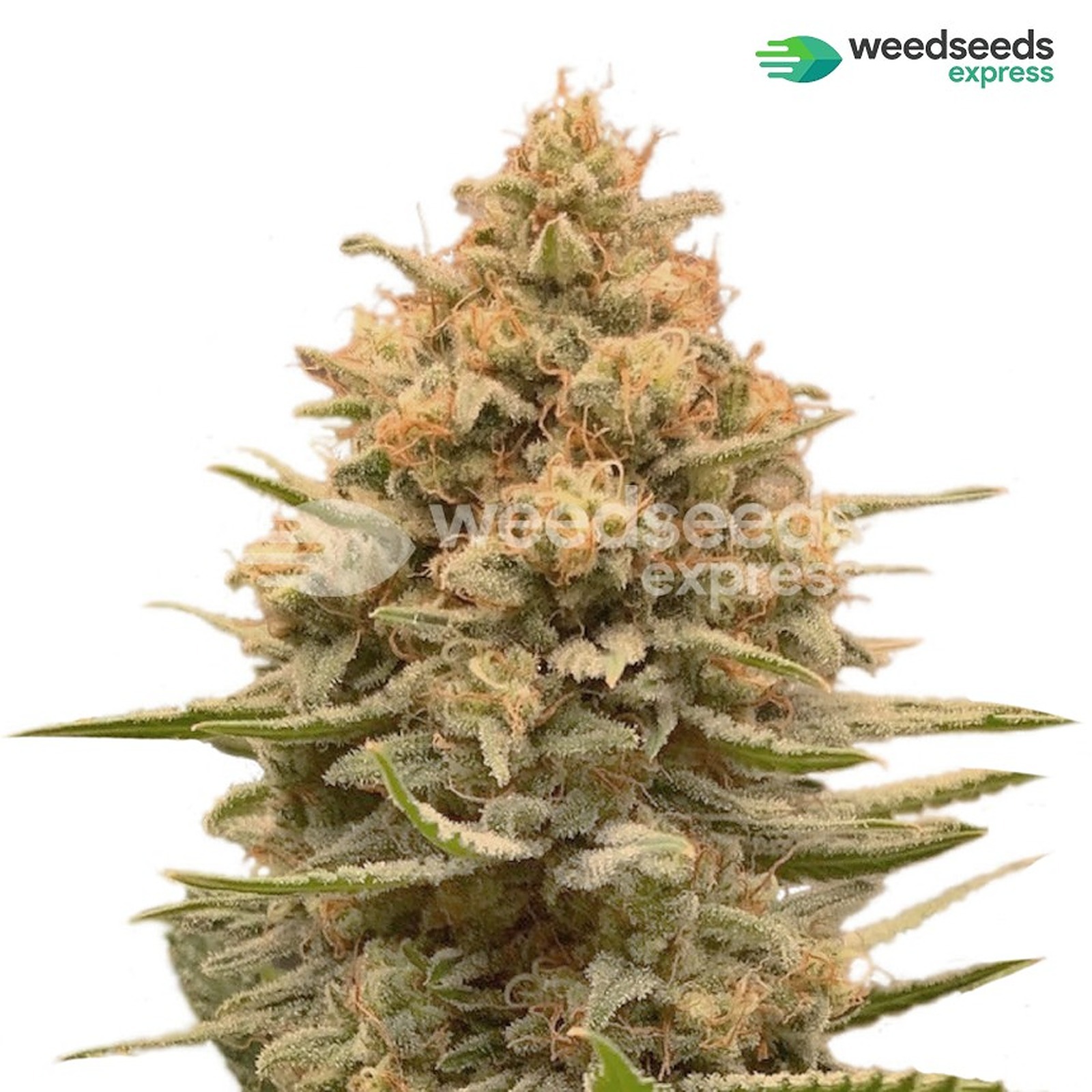 Weedseedsexpress Lemon autoflowering seeds Leafly