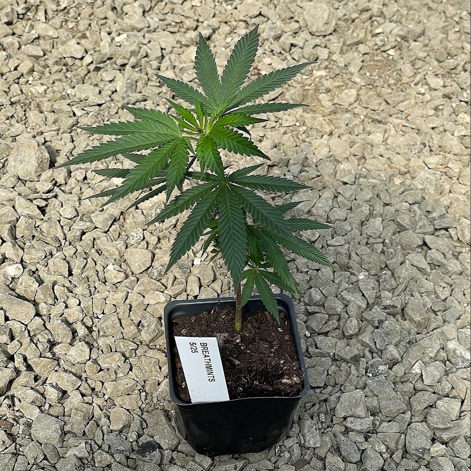 Sun Clone Breath Mints Clone Leafly