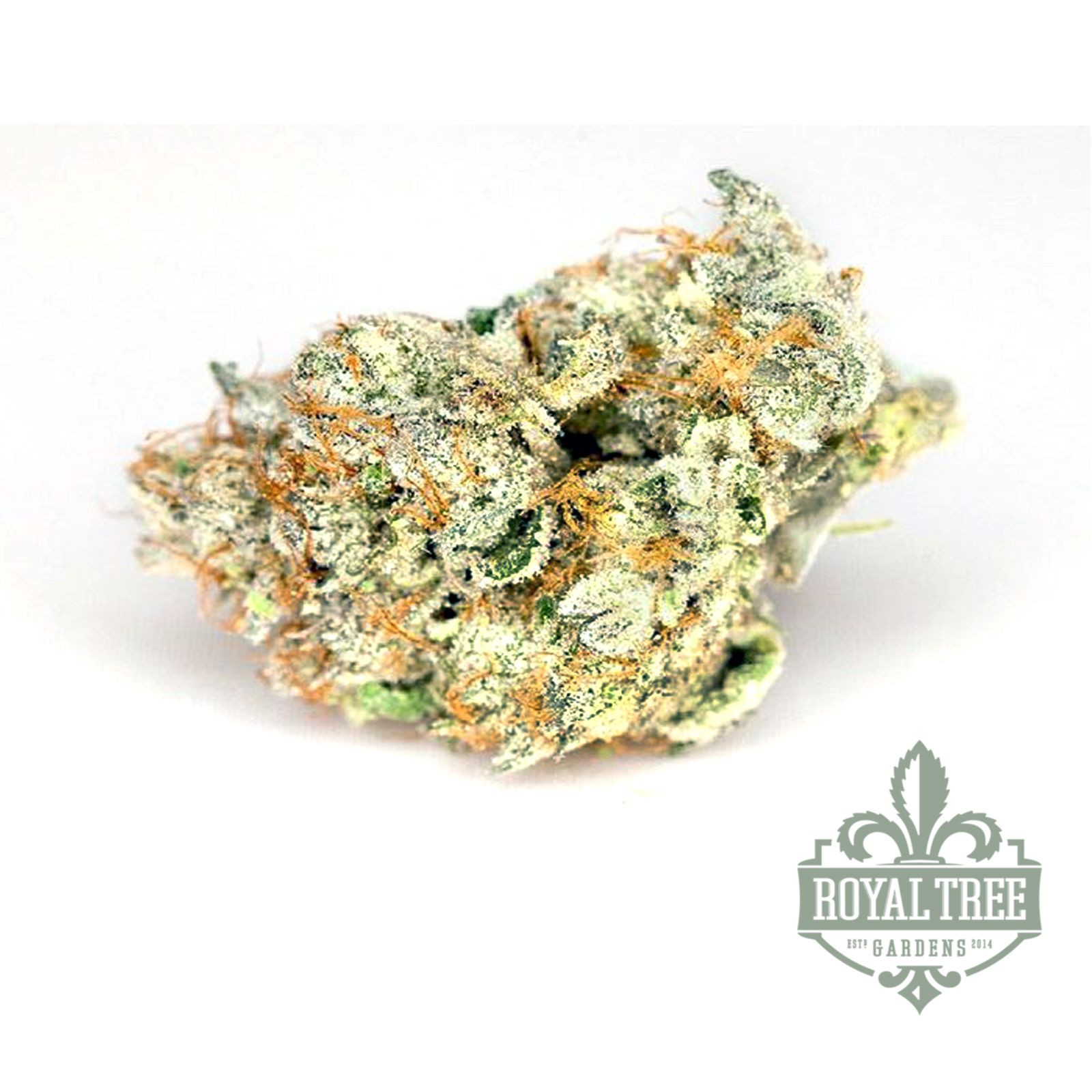 Strain Review: Sour Banana Sherbet
