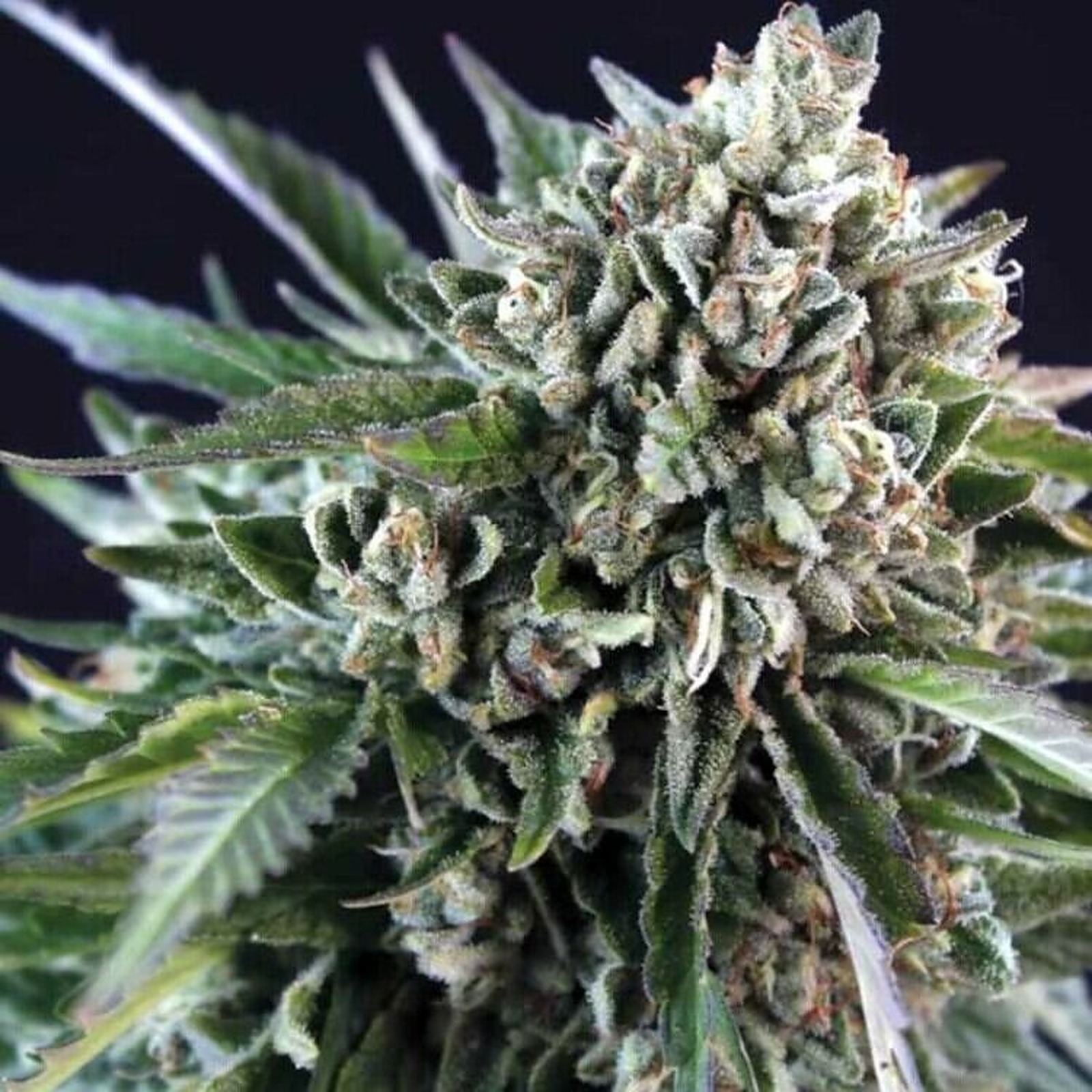 United Cannabis Seeds Grease Monkey Feminized Leafly