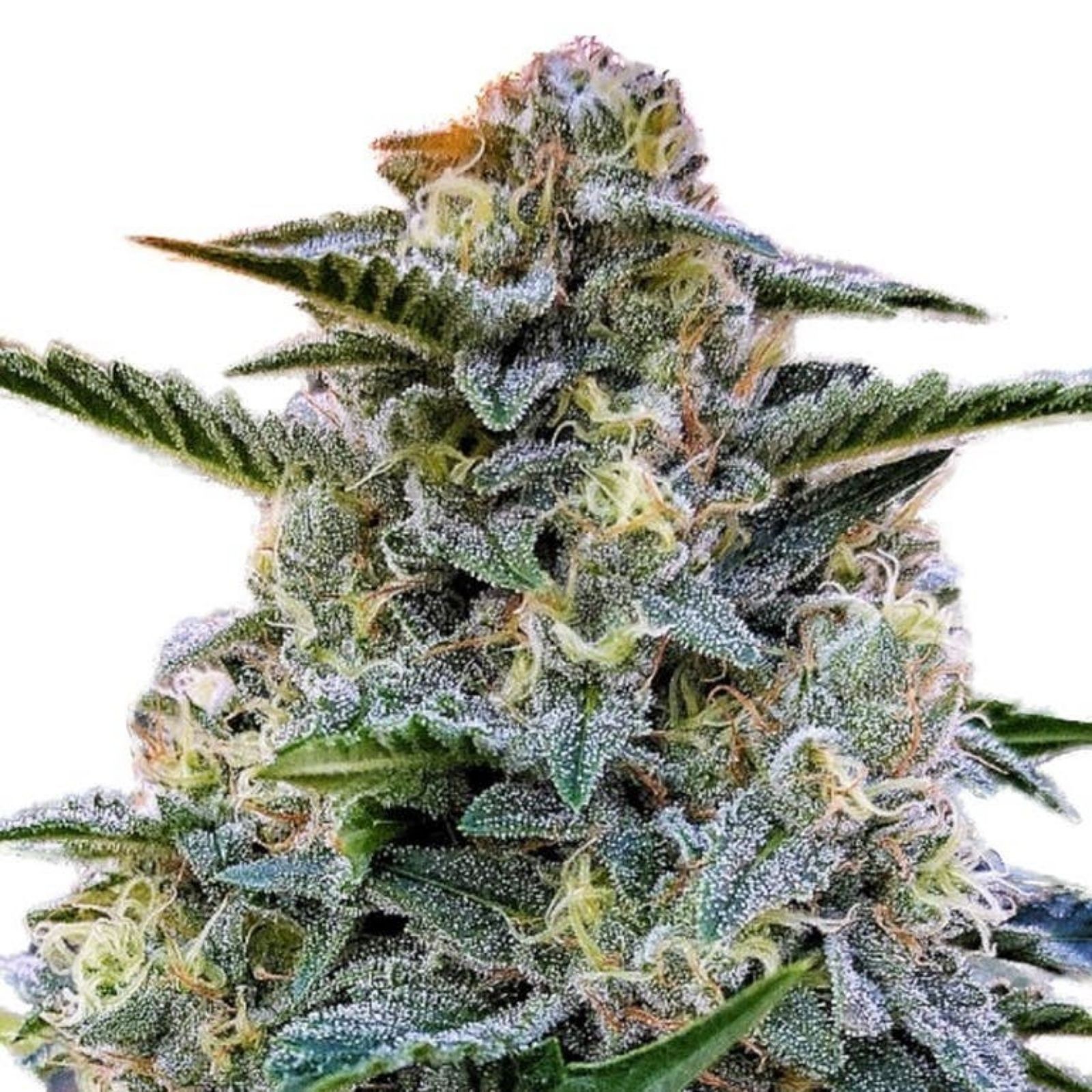 Glass Slipper Cannabis Seeds – Royal King Seeds - Feminized & Autoflowering  Cannabis Seeds