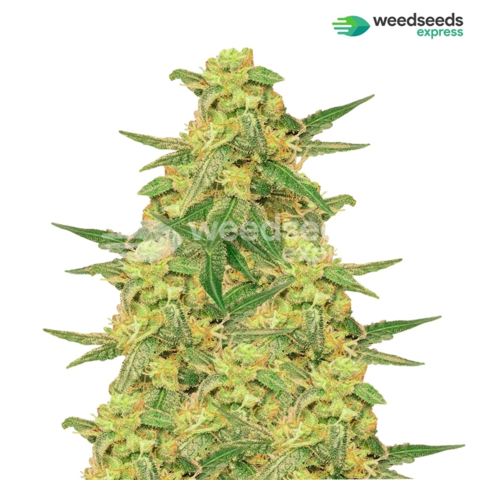 Banana Cooler Strain Leafly - ifjq8bs