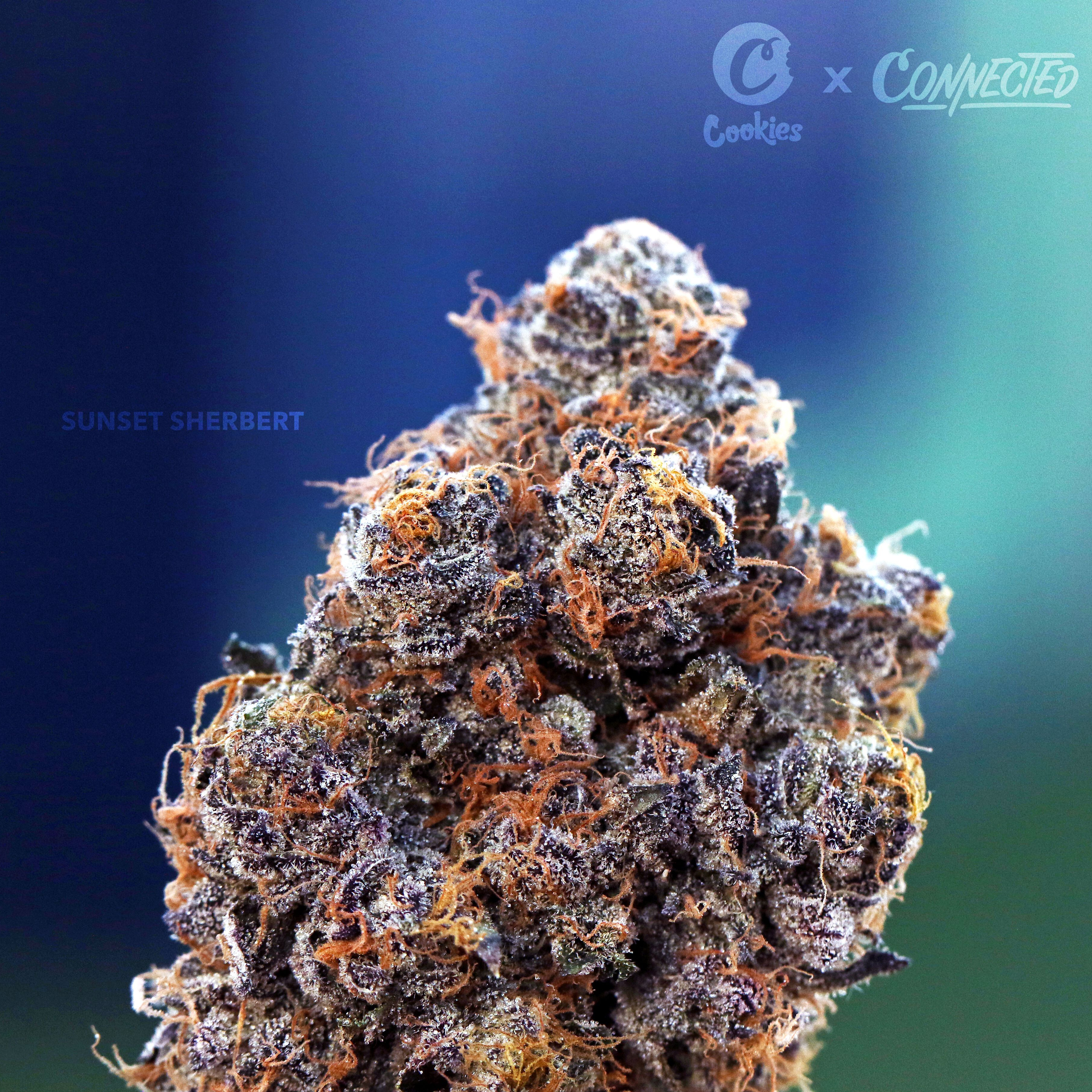 Sunset Sherbet seeds (feminized) - WSE - Delivery Guaranteed