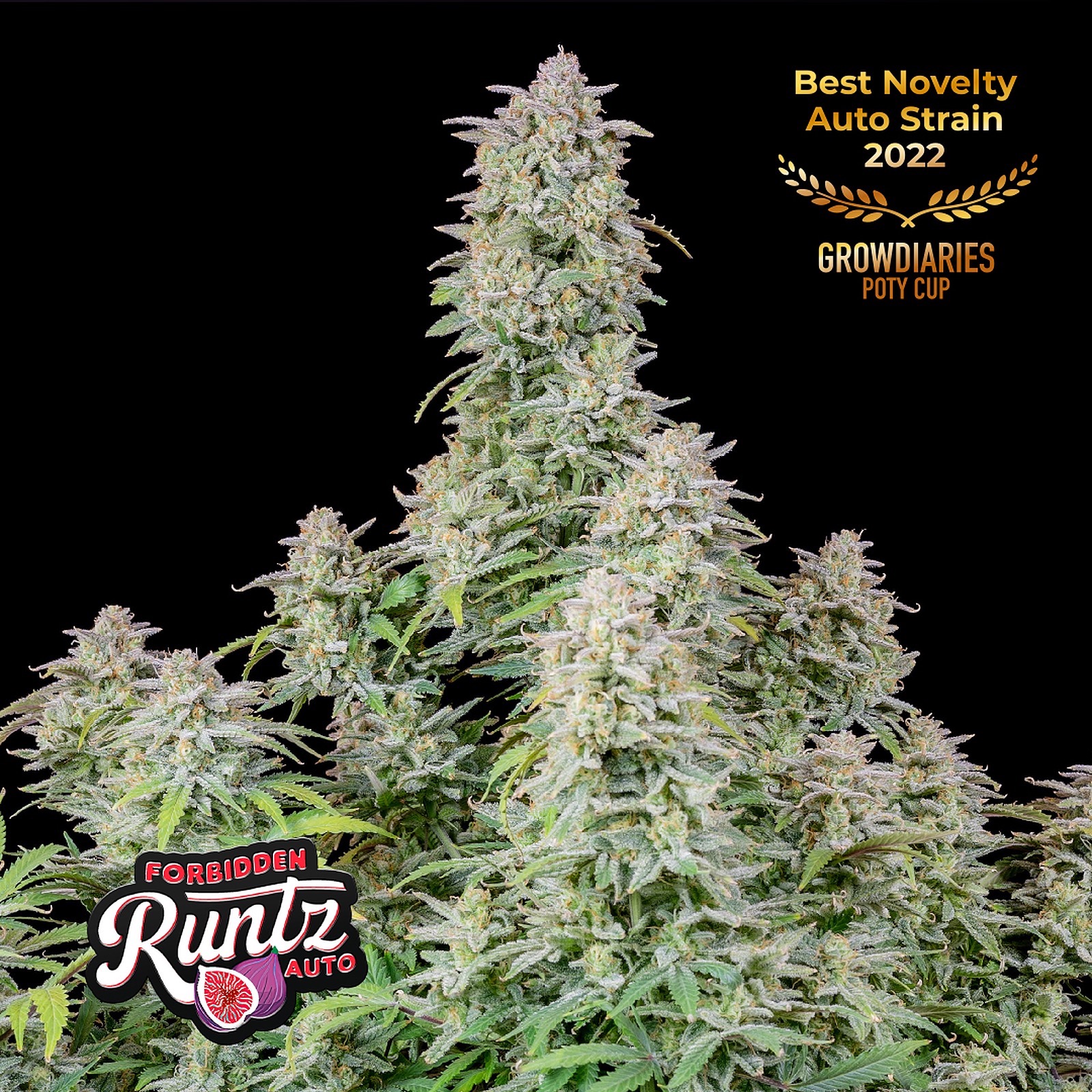 Fast Buds Autoflowering Cannabis Seeds Forbidden Runtz Auto Fast