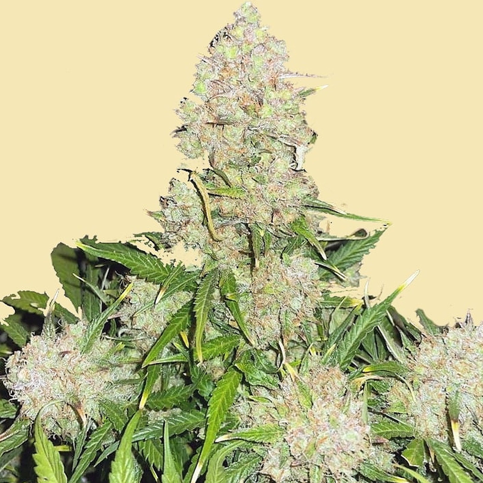 Ferrari Runtz Strain - j9uq2hk