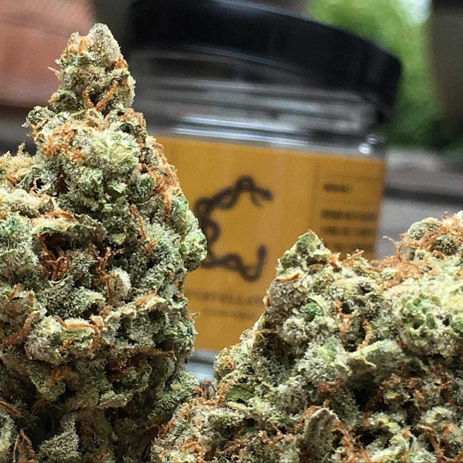 African Pepper Leafly