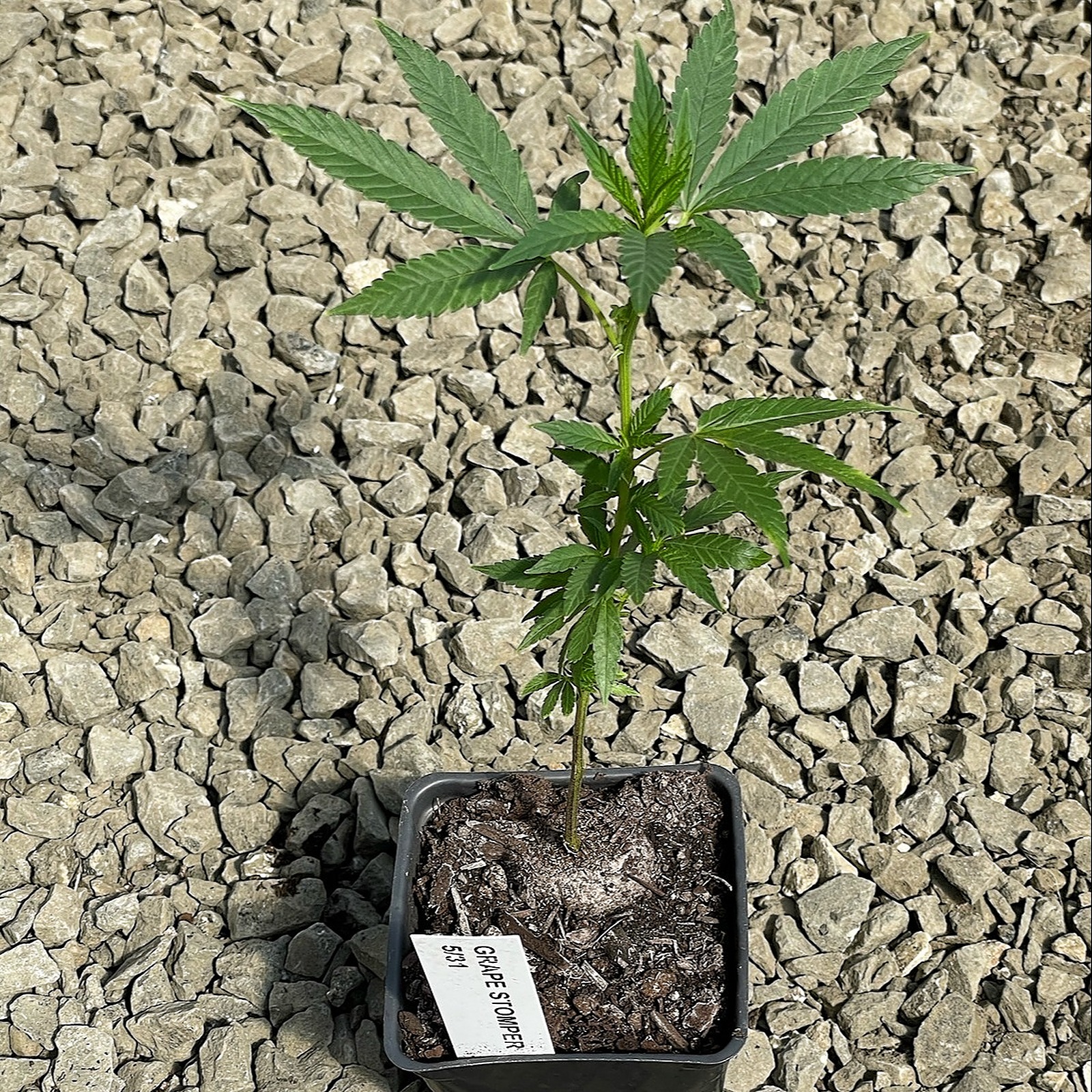 Mac Stomper Strain Leafly 51 - 08jrapm