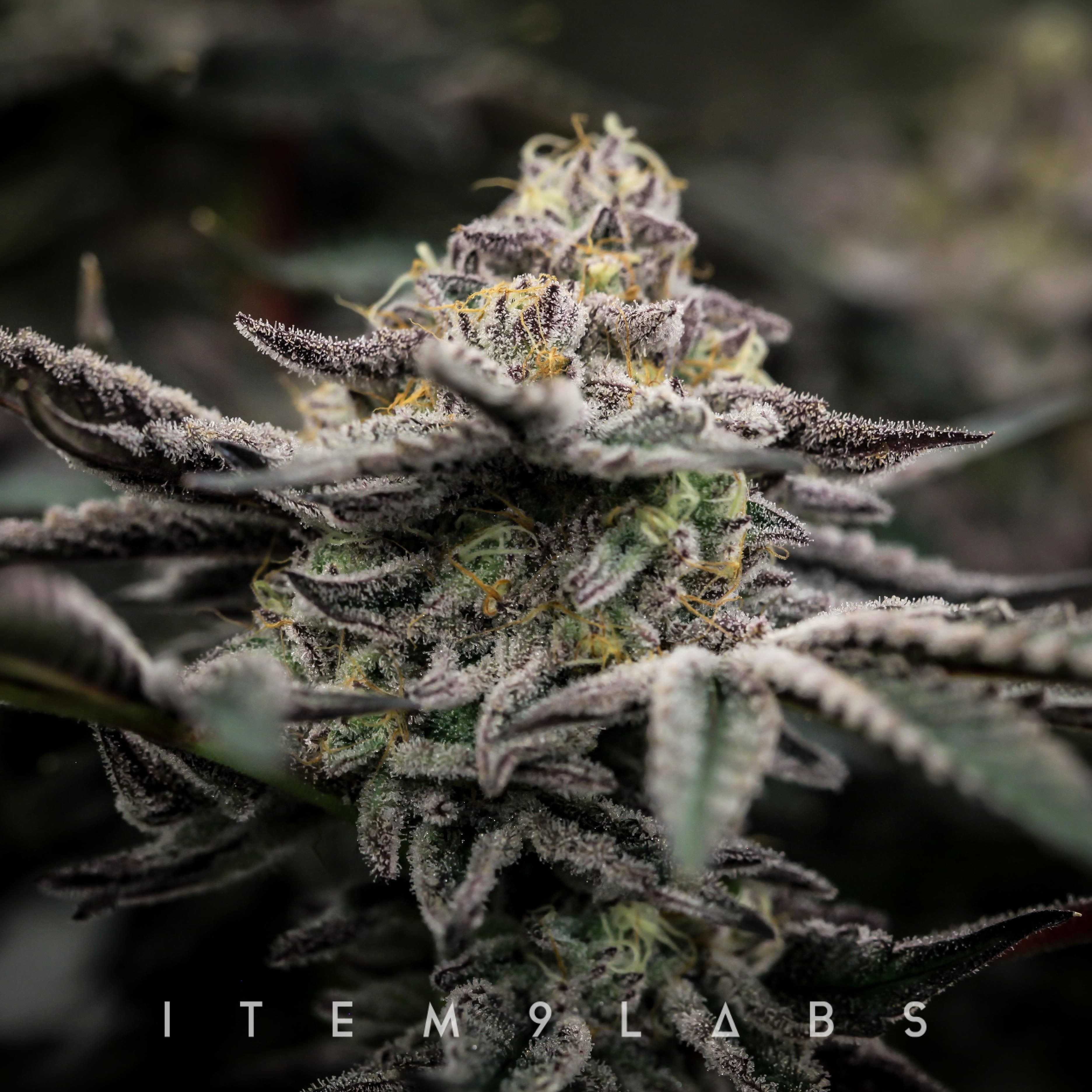 Kush Cake Strain Leafly - p6xbqnp