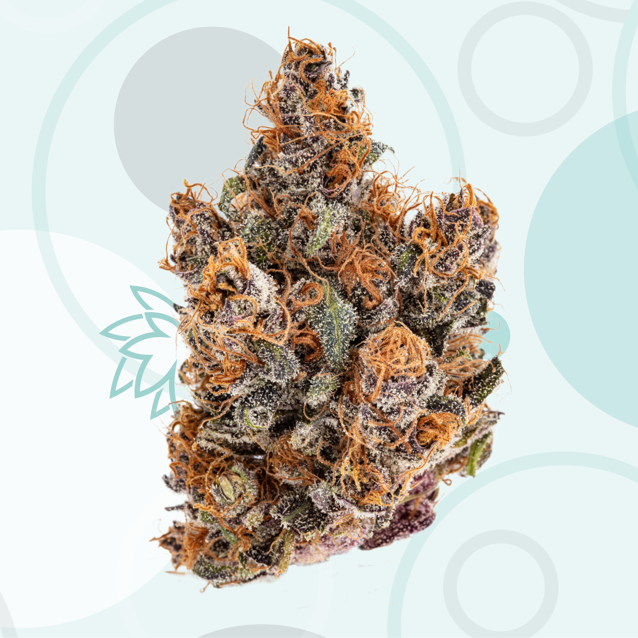 Grassroots Cannabis: Black Cherry Maduro | Leafly