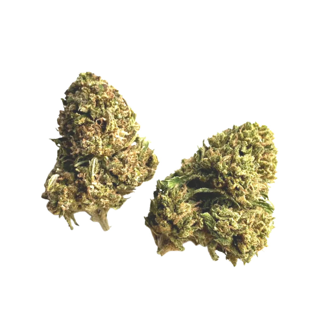 The Green Nursery Inc. Fruit Loops CBD Flower Green Nursery CBD Hemp