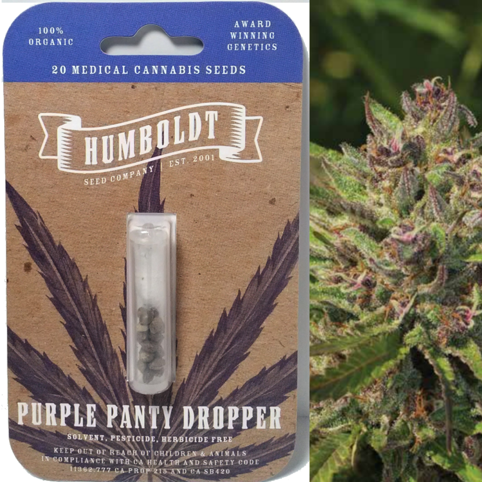 Purple Panty Dropper (20 Regular Seeds) Leafly