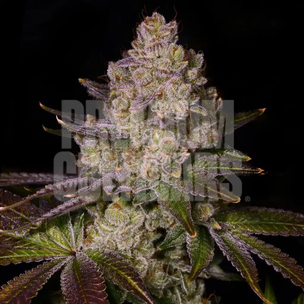 Premium Cultivars Scratch n Sniff Leafly