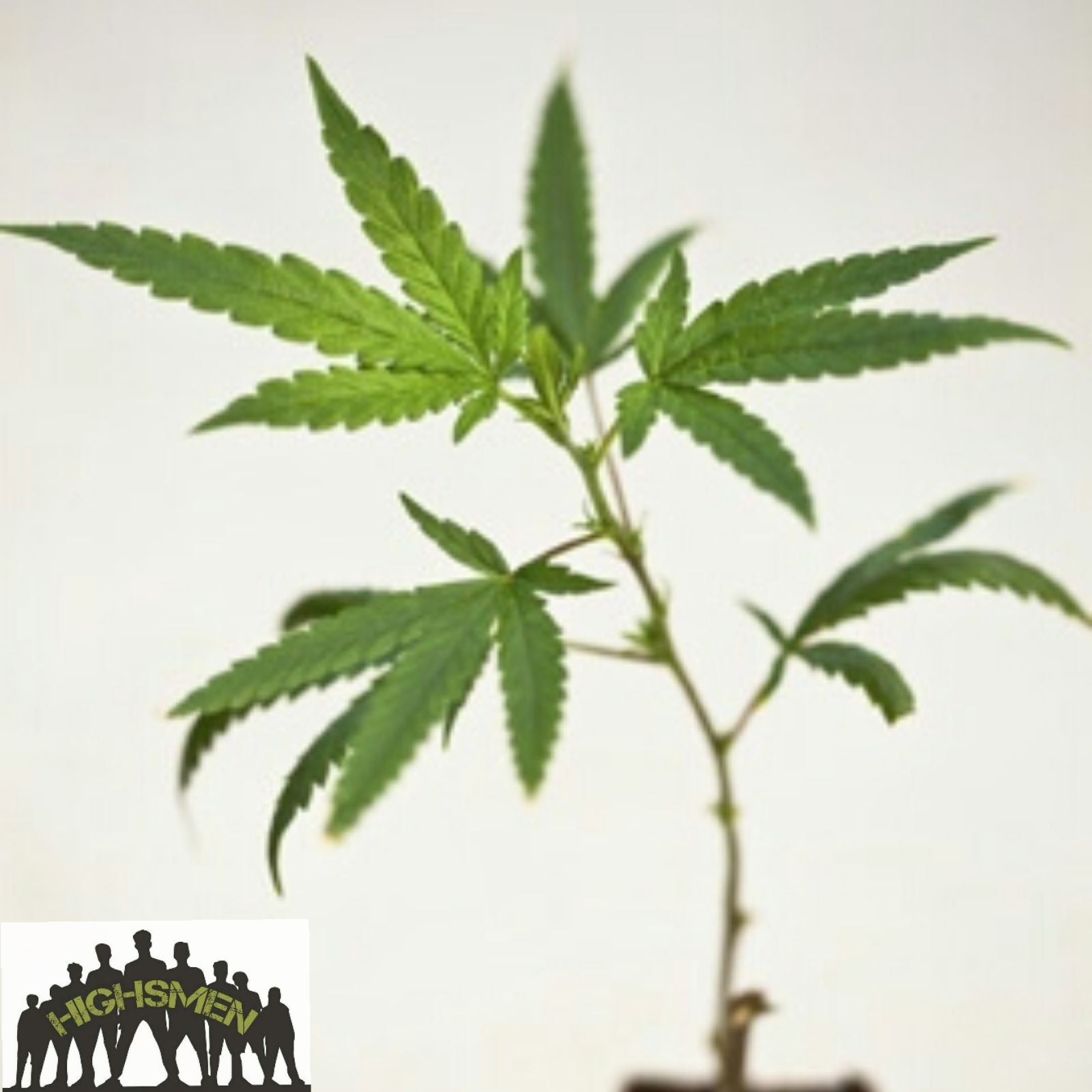 HIGHSMEN FRESH AIR chocolate kush x cantaloupe HIGHSMEN Exclusive Leafly