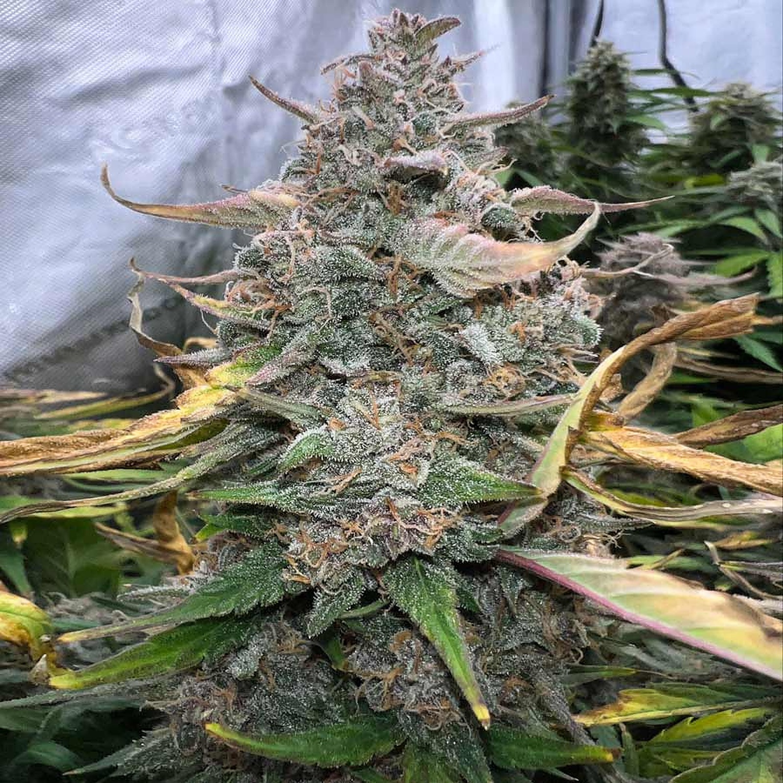 Mimosa Leafly - hk47txs