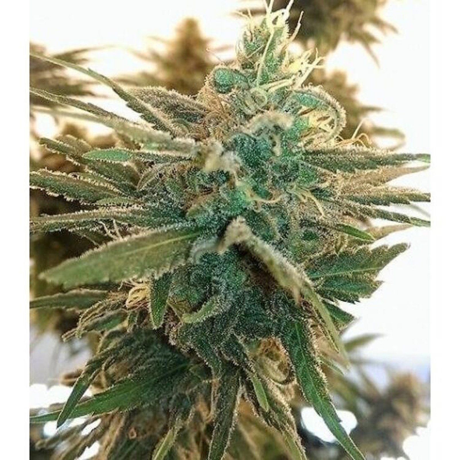 United Cannabis Seeds Lemon Kush Feminized Leafly