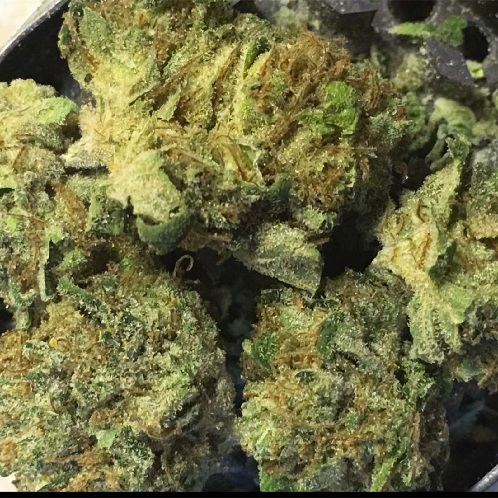 Grease Monkey Cannabis Strain Information - Canngaroo