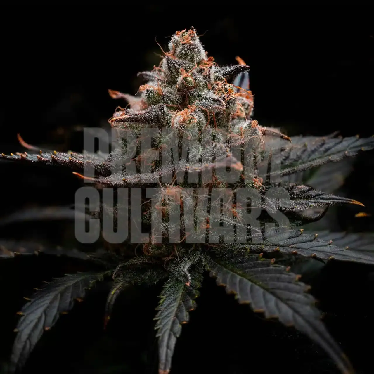 Premium Cultivars Animal Mintz Leafly