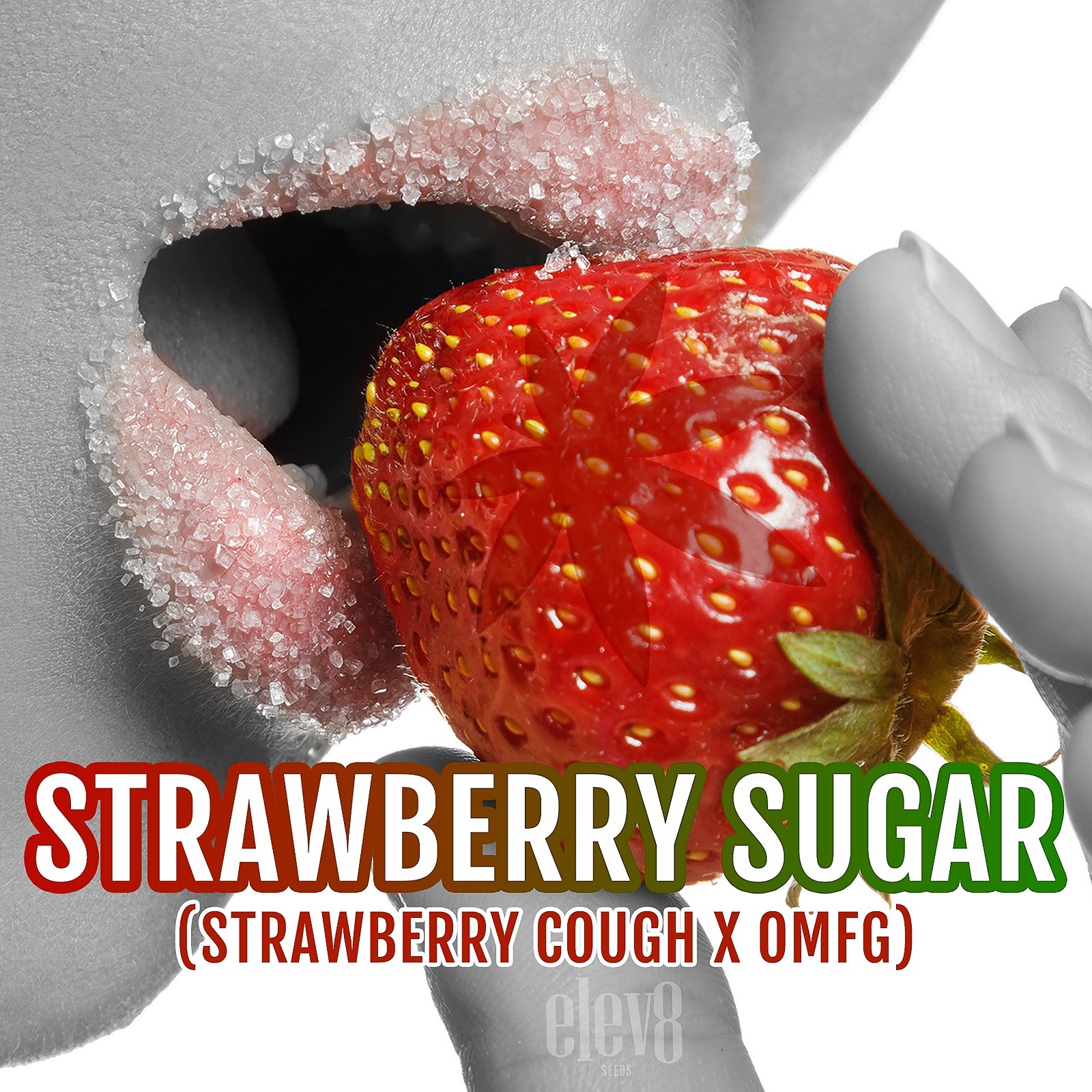 Elev8 Seeds Strawberry Sugar Leafly