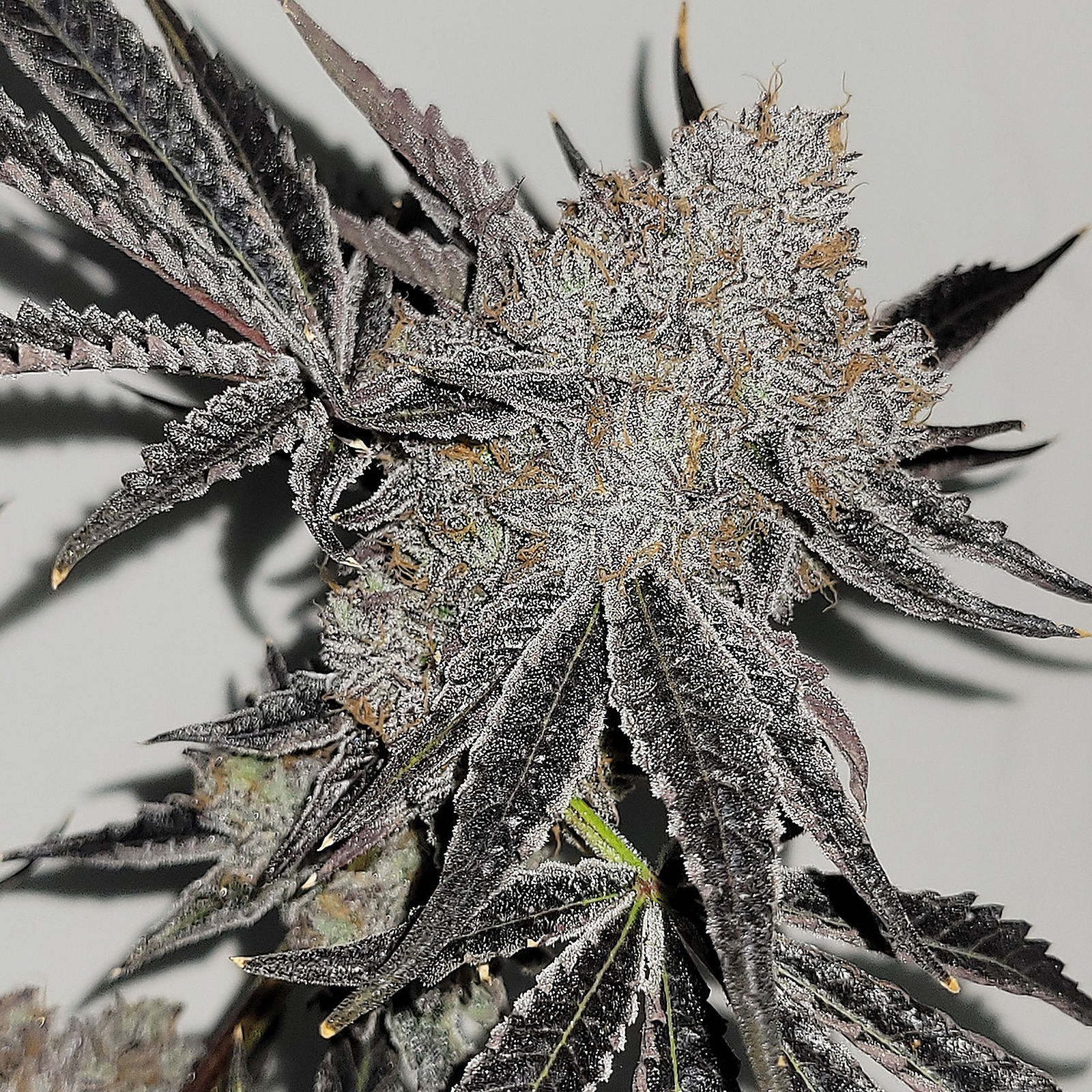 Source One Meds Sherbert Ice Cream Cake Leafly