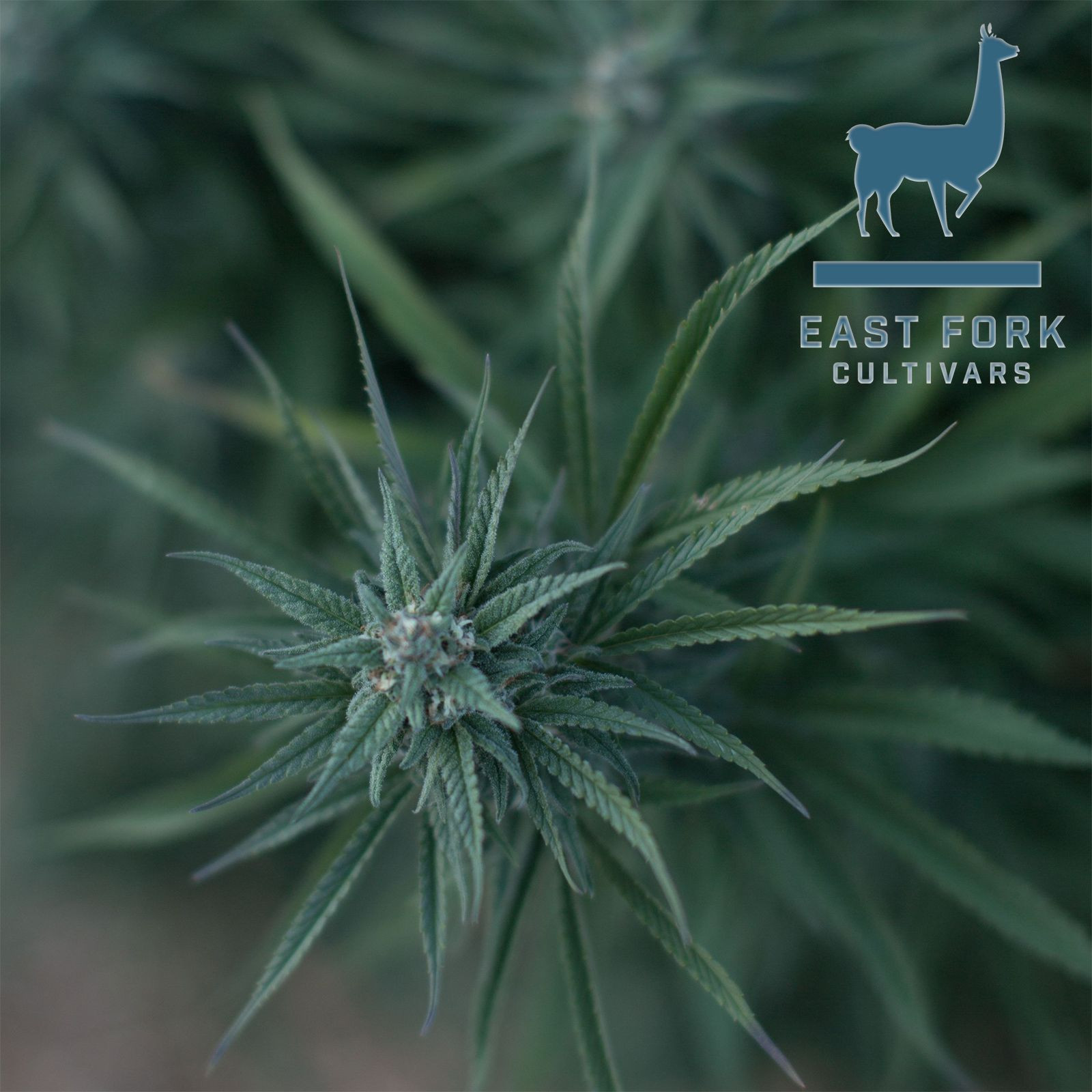 East Fork Cultivars Sweet and Sour Widow Leafly