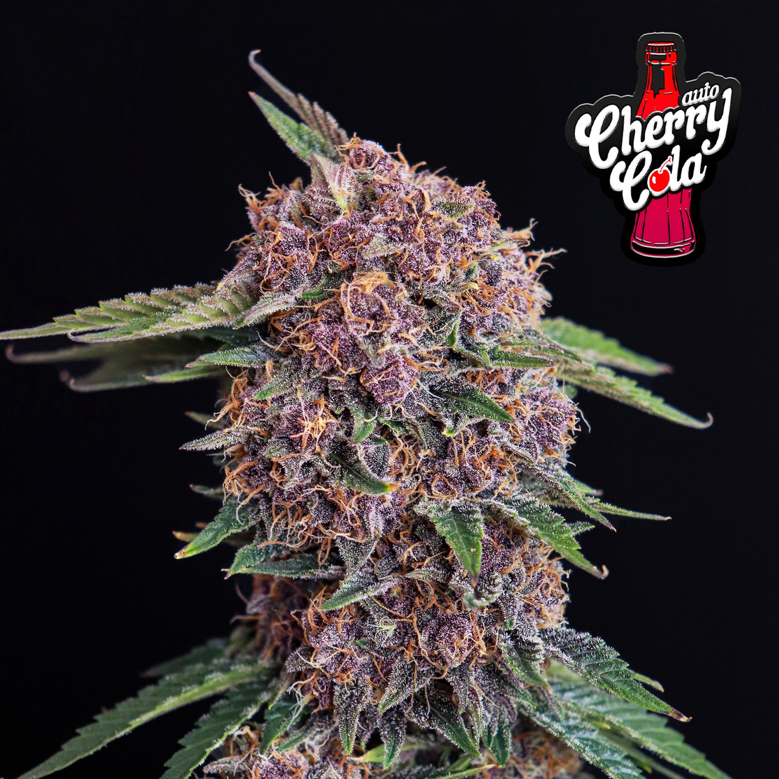 Fast Buds Seeds Ship To Usa Fast Buds Autoflowering Cannabis Seeds: Cherry Cola Auto | Fast Buds