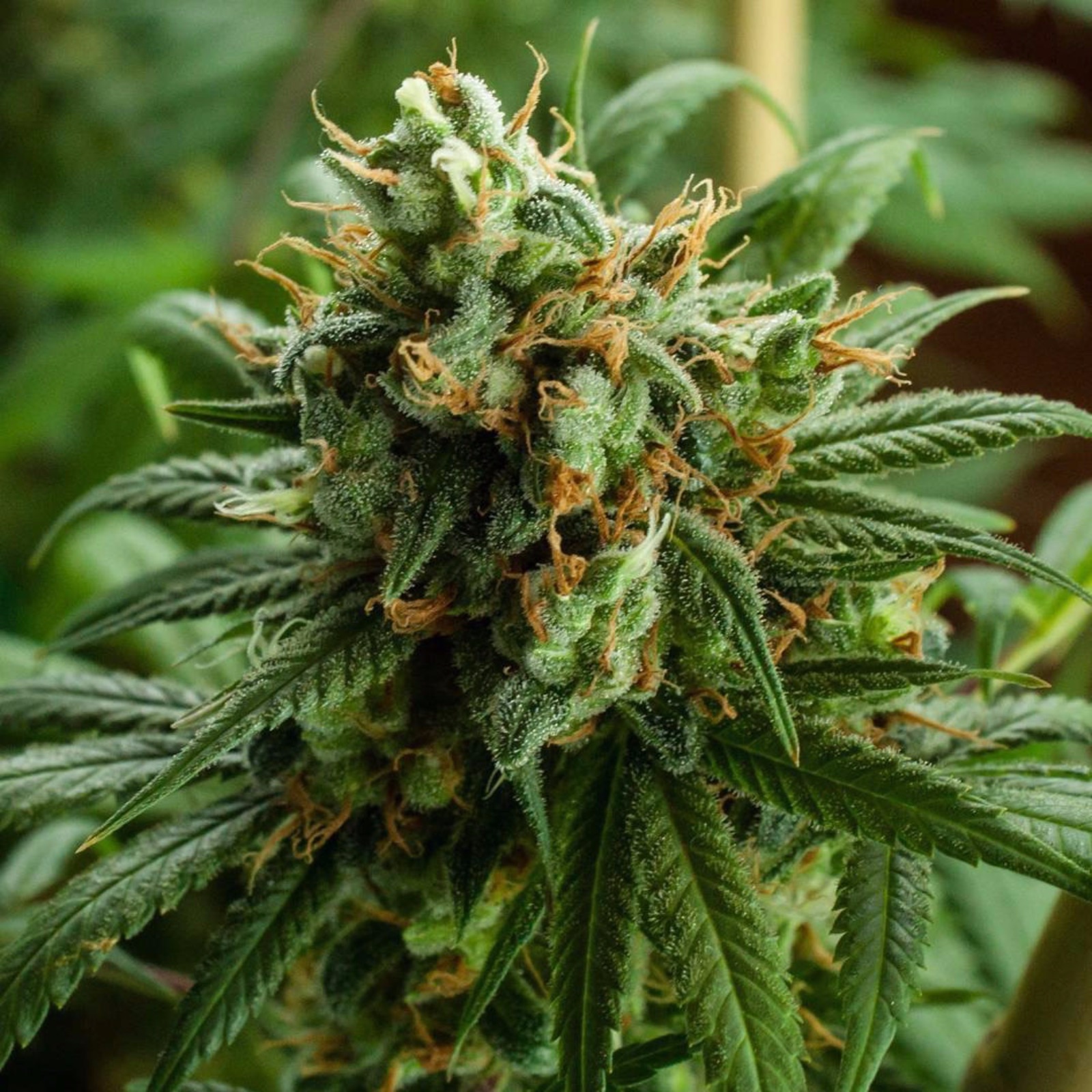 Strawberry Daiquiri (Kyle Kushman’s Strawberry Cough x Jack