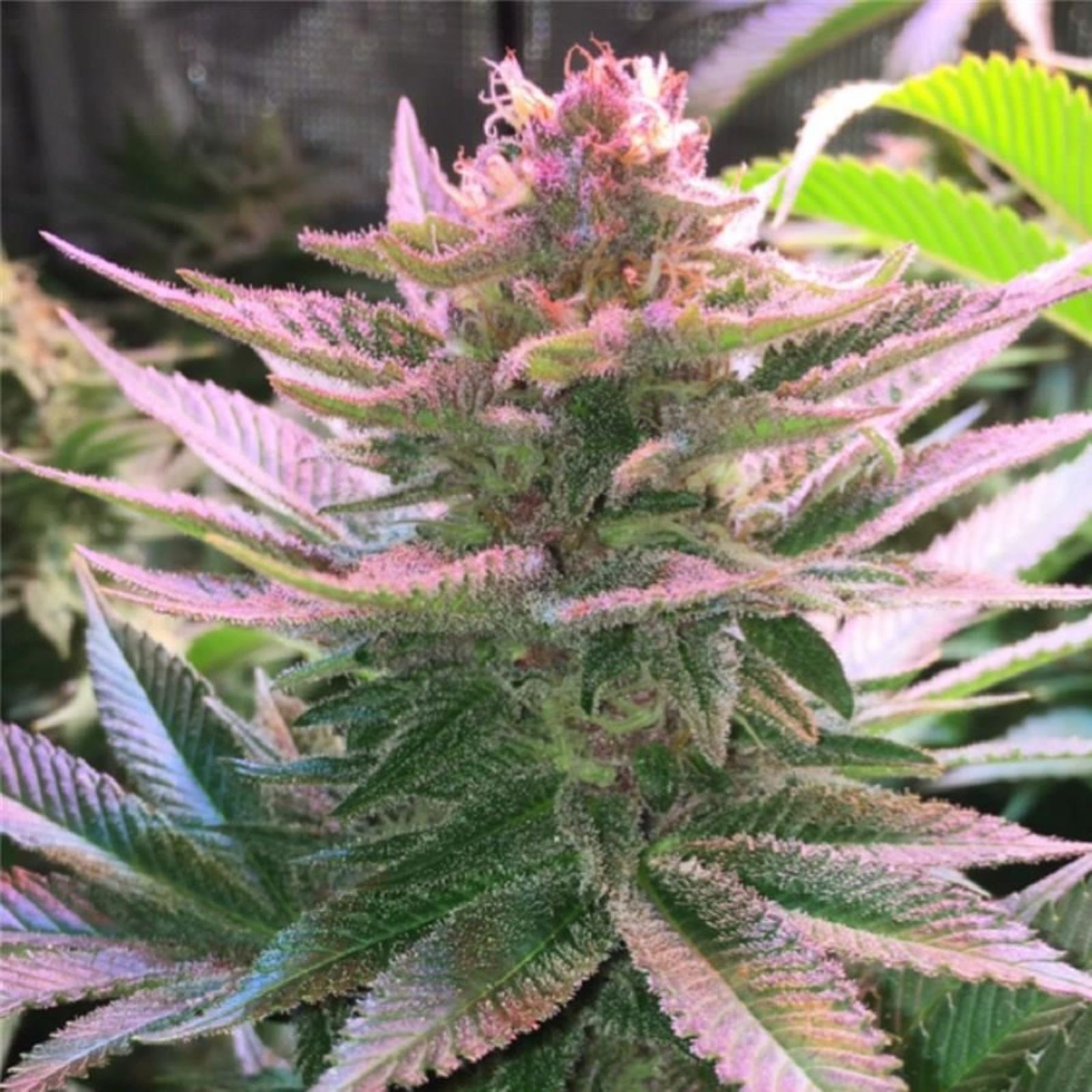 Purple Punch Leafly