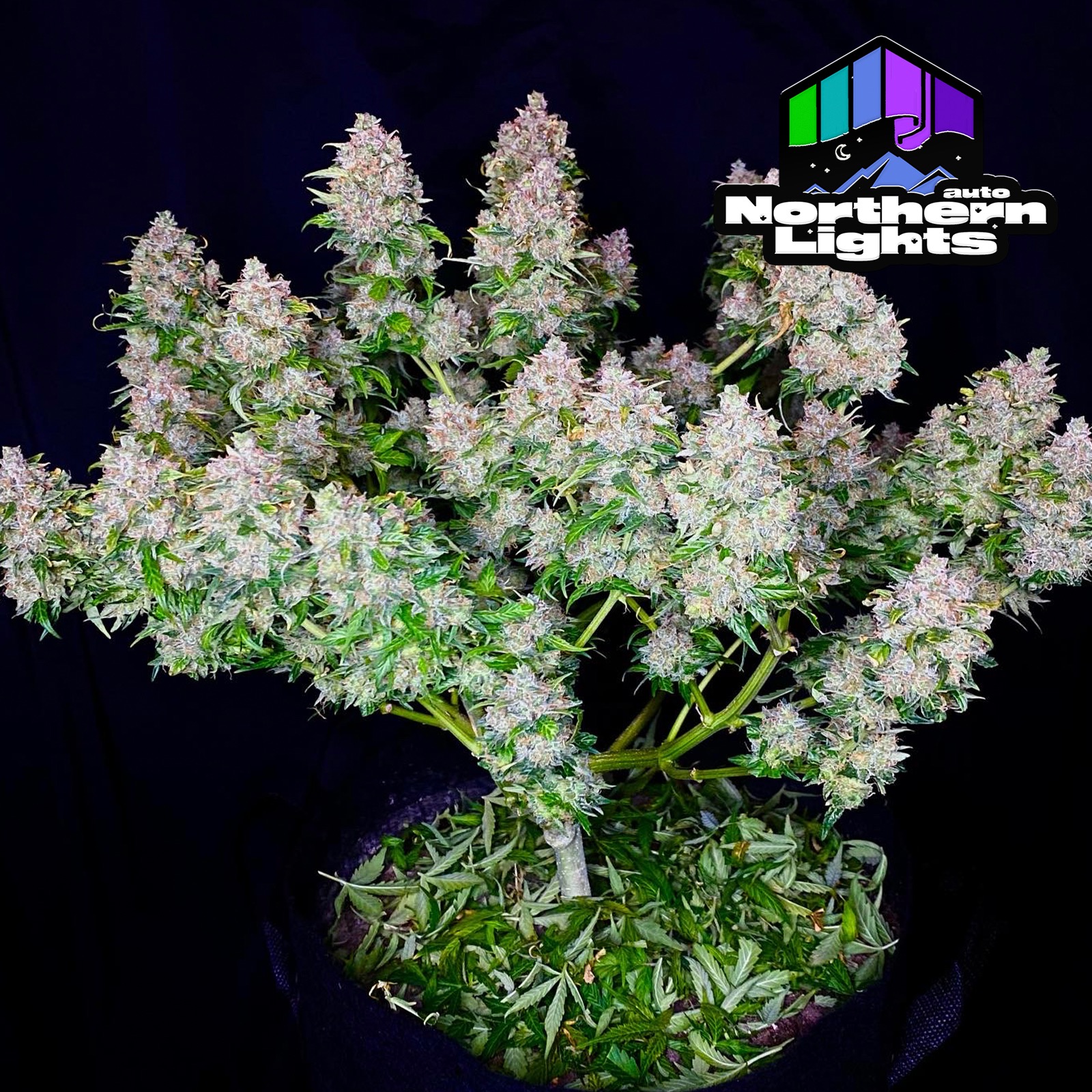 Fast Buds Autoflowering Cannabis Seeds Northern Lights Auto Fast