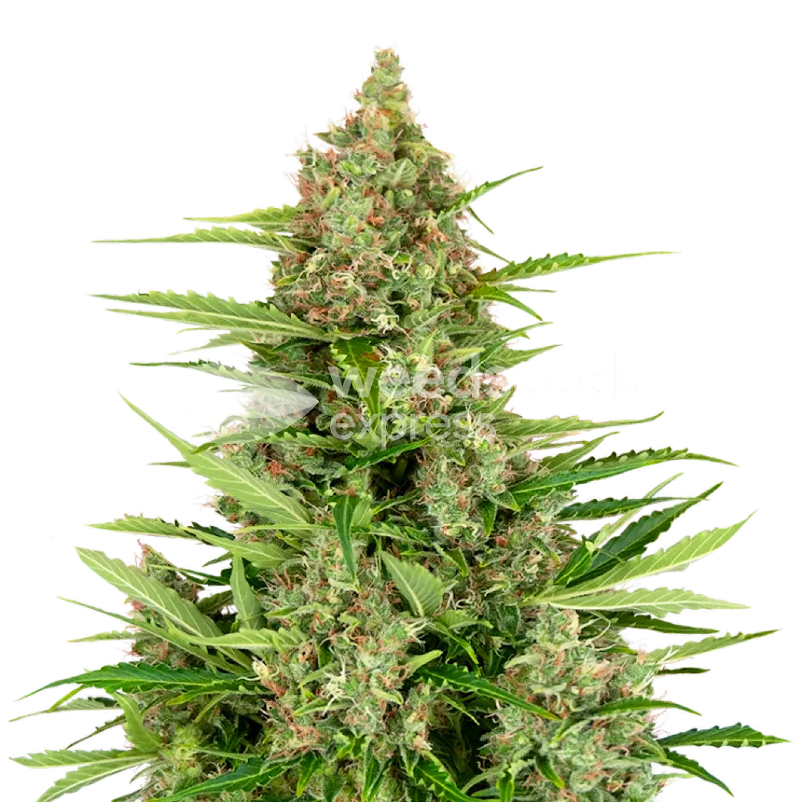 WeedSeedsExpress: Wedding Cake Feminized Seeds | Leafly
