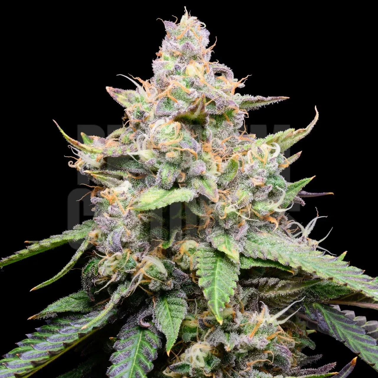 Premium Cultivars Banana Cream Pie Leafly